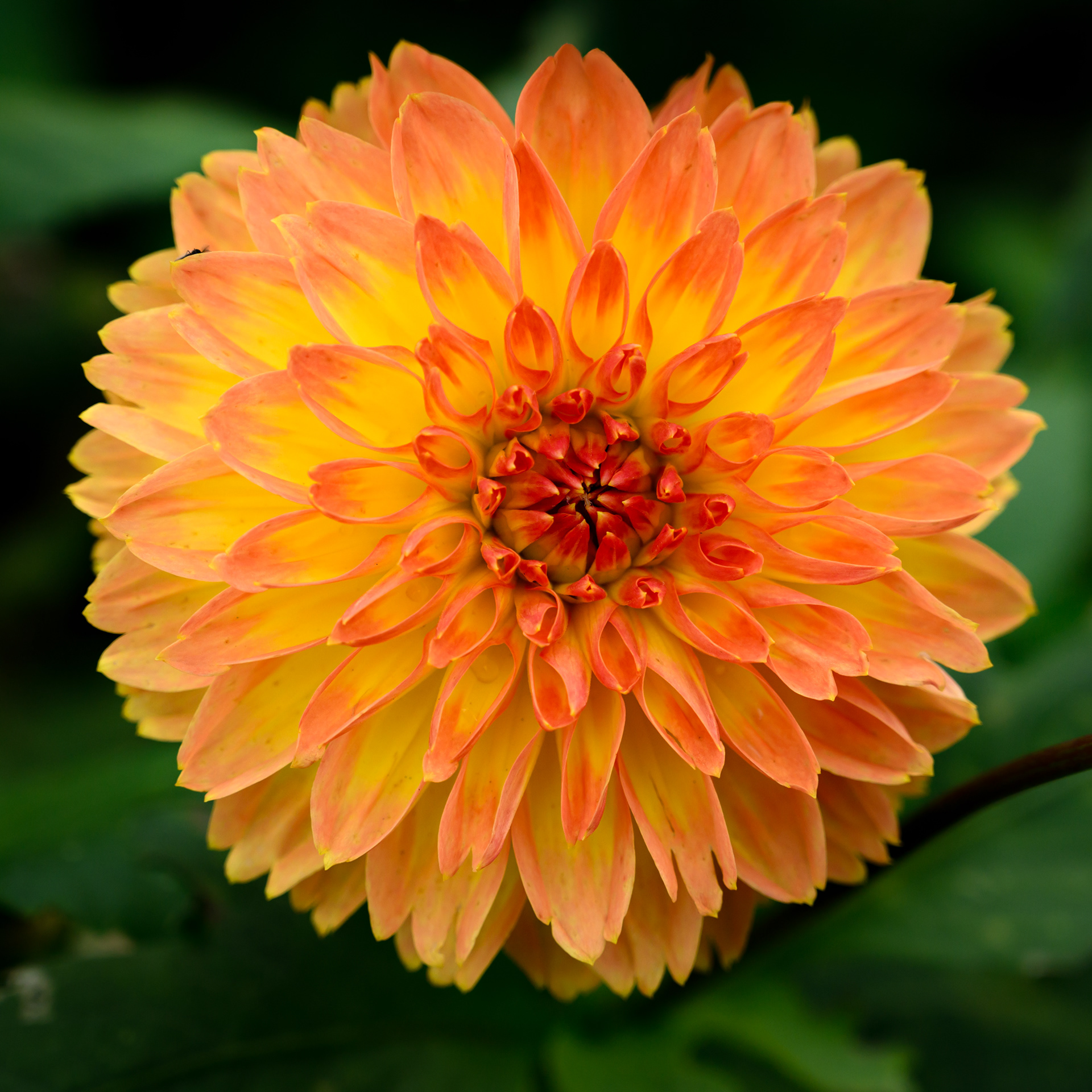 Dahlia