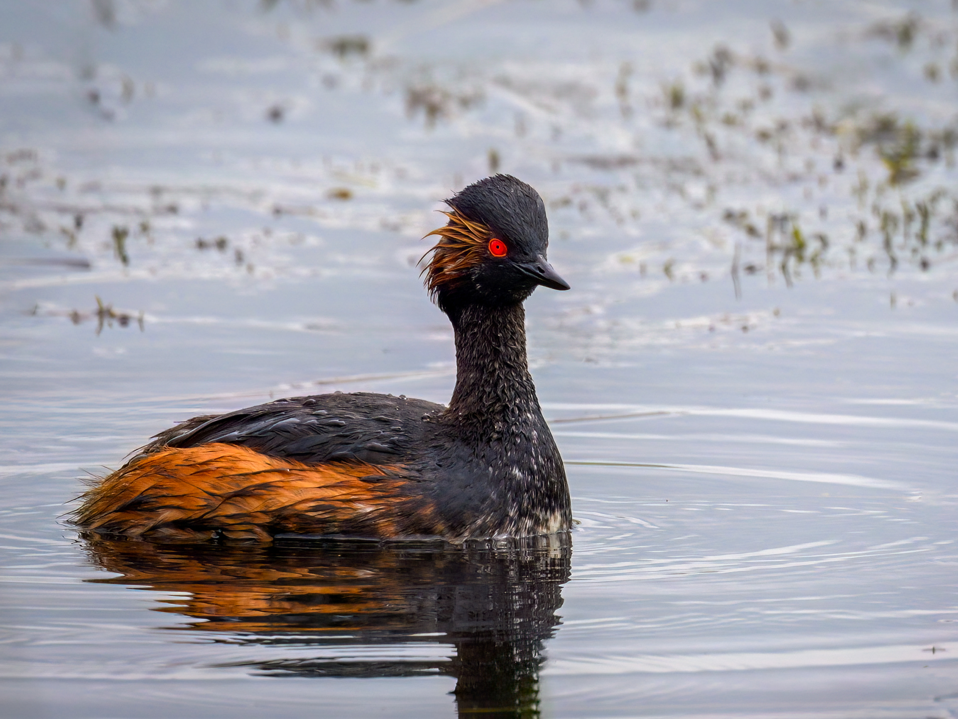 Black Grebe