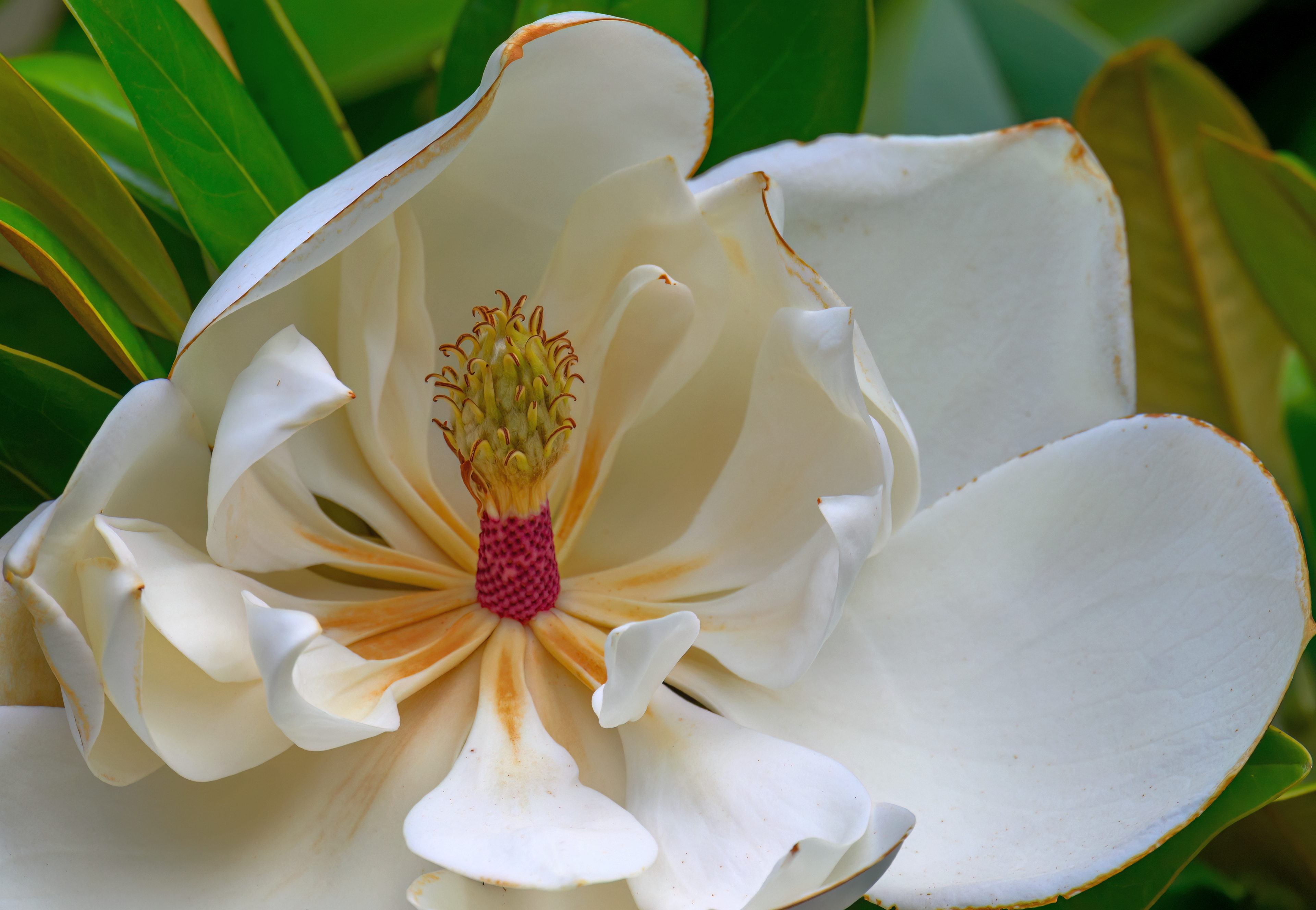 Magnolia