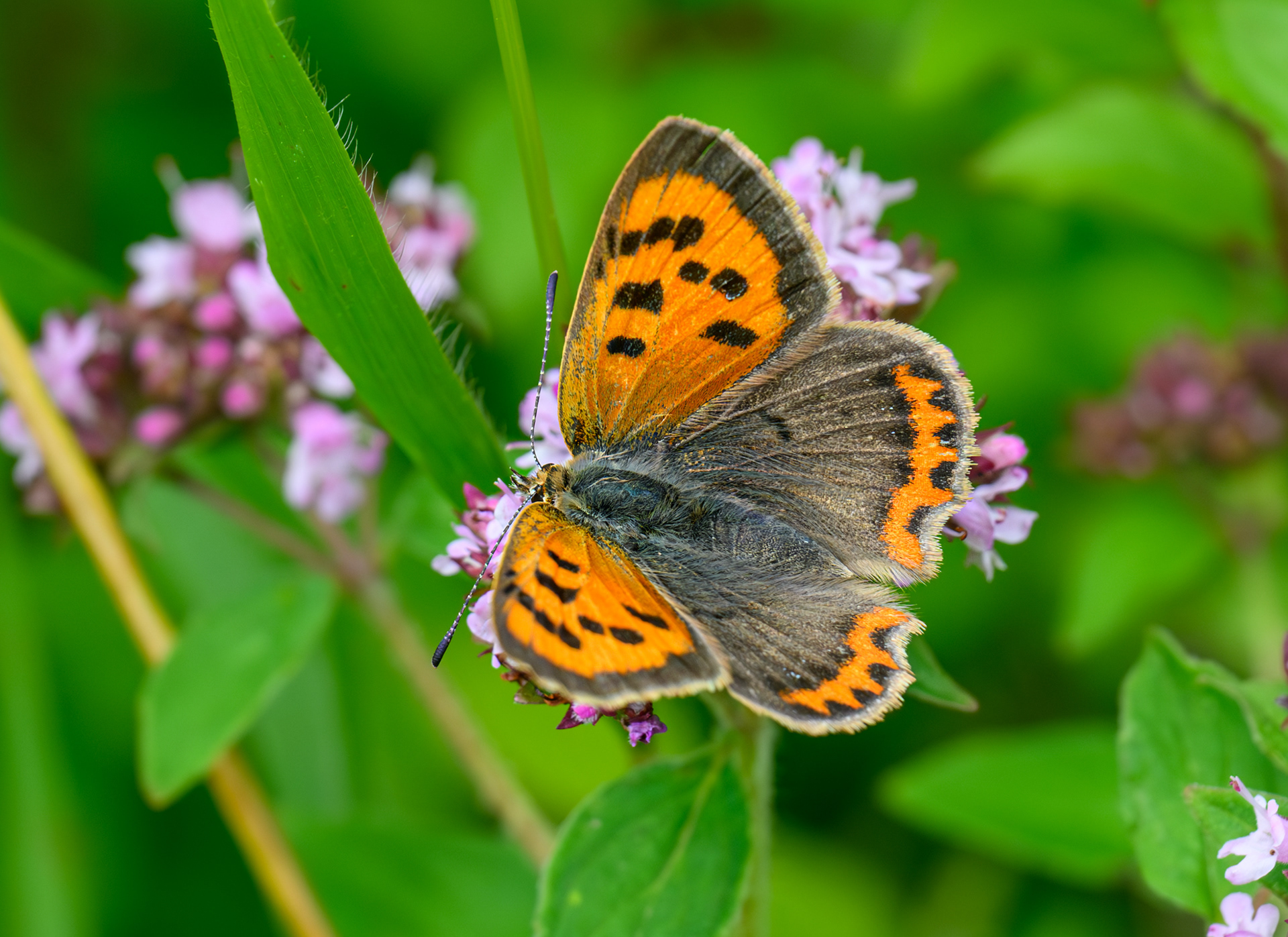 Small Copper