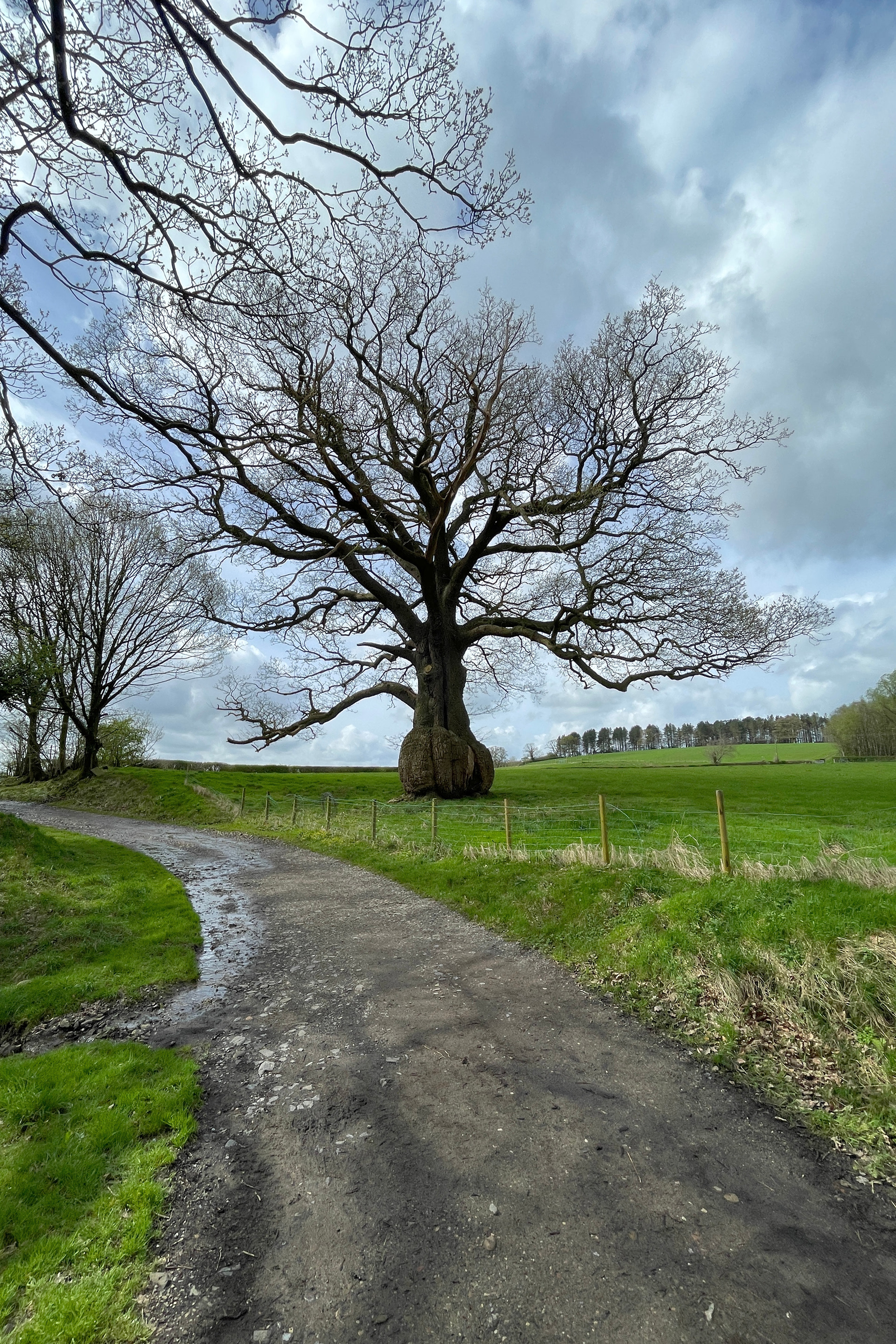 Tolkien Trail