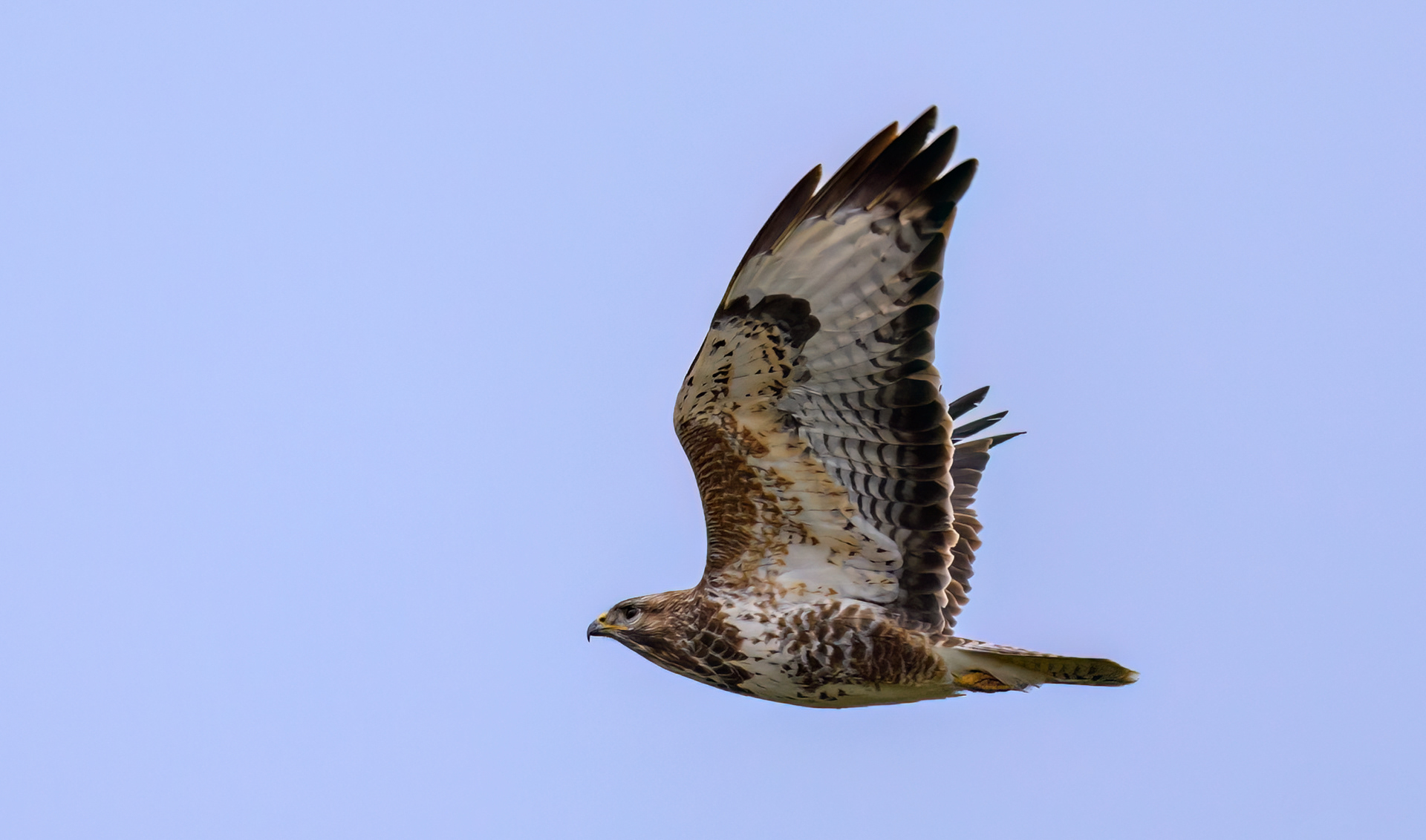 Steppe Buzzard