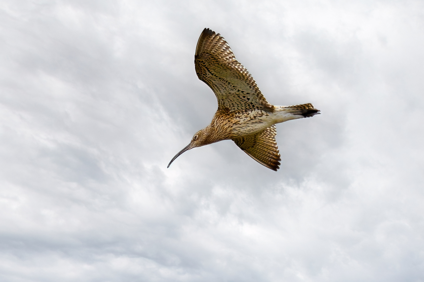 Curlew