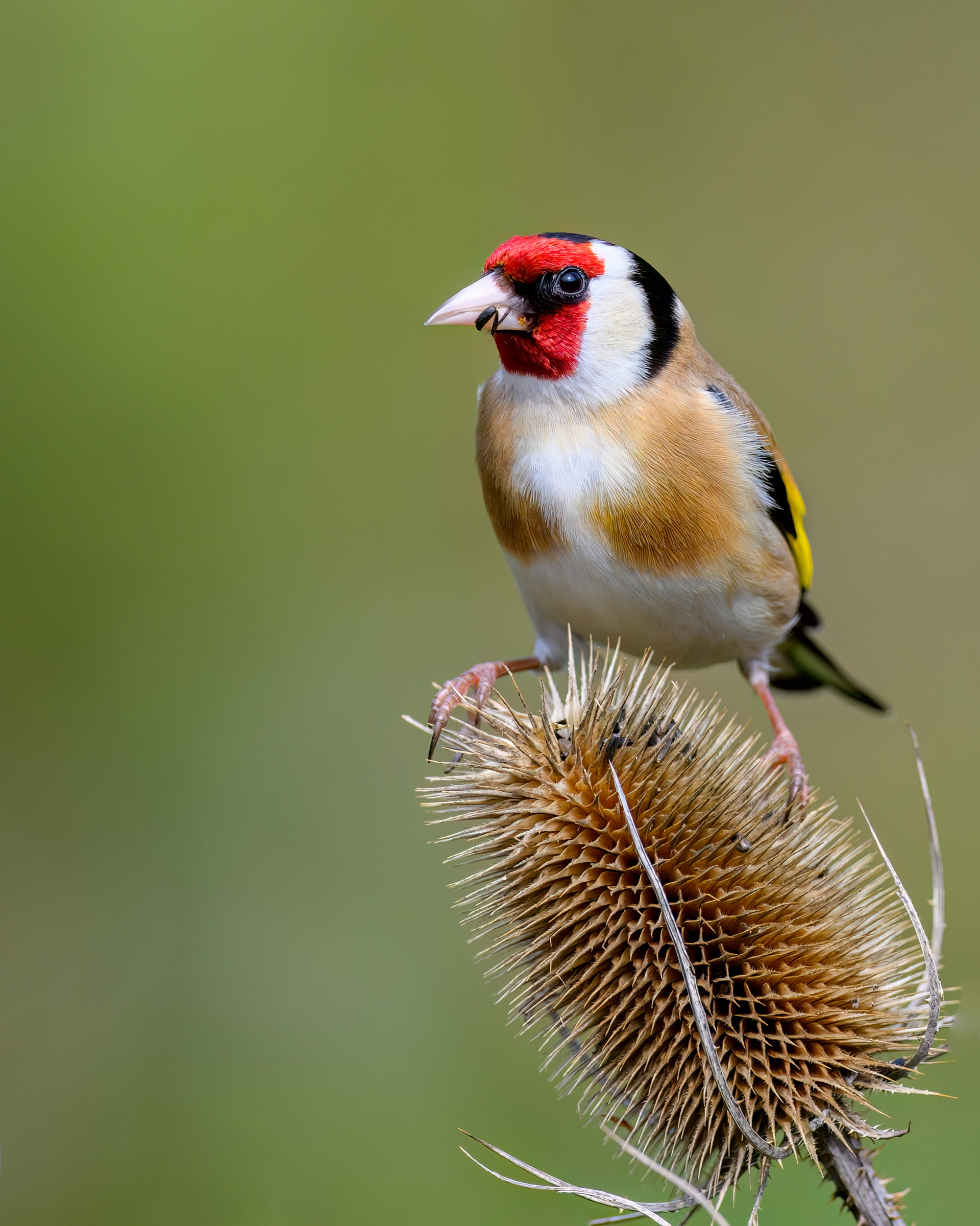 Goldfinch