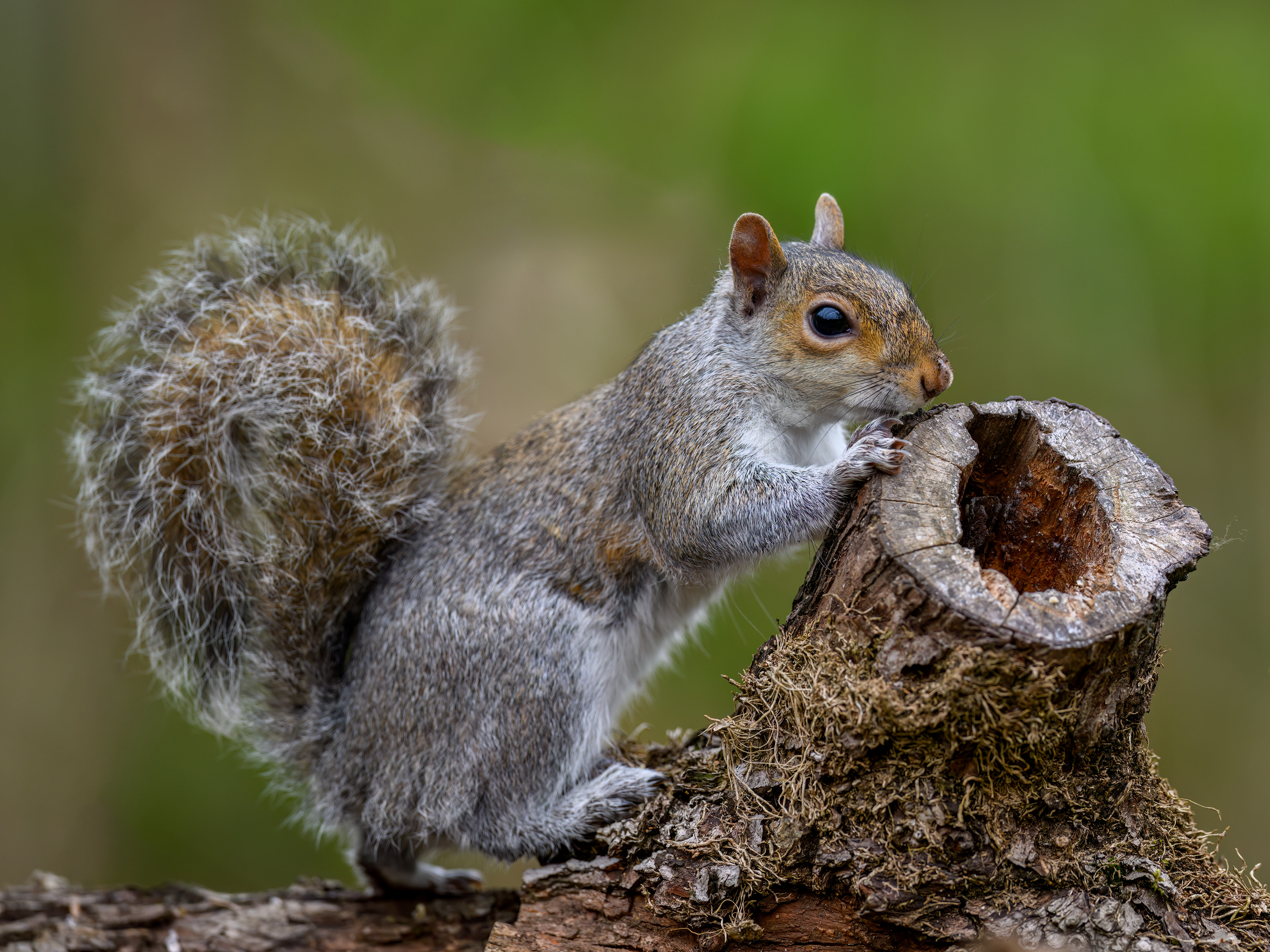 Eastern Grey Squirrel