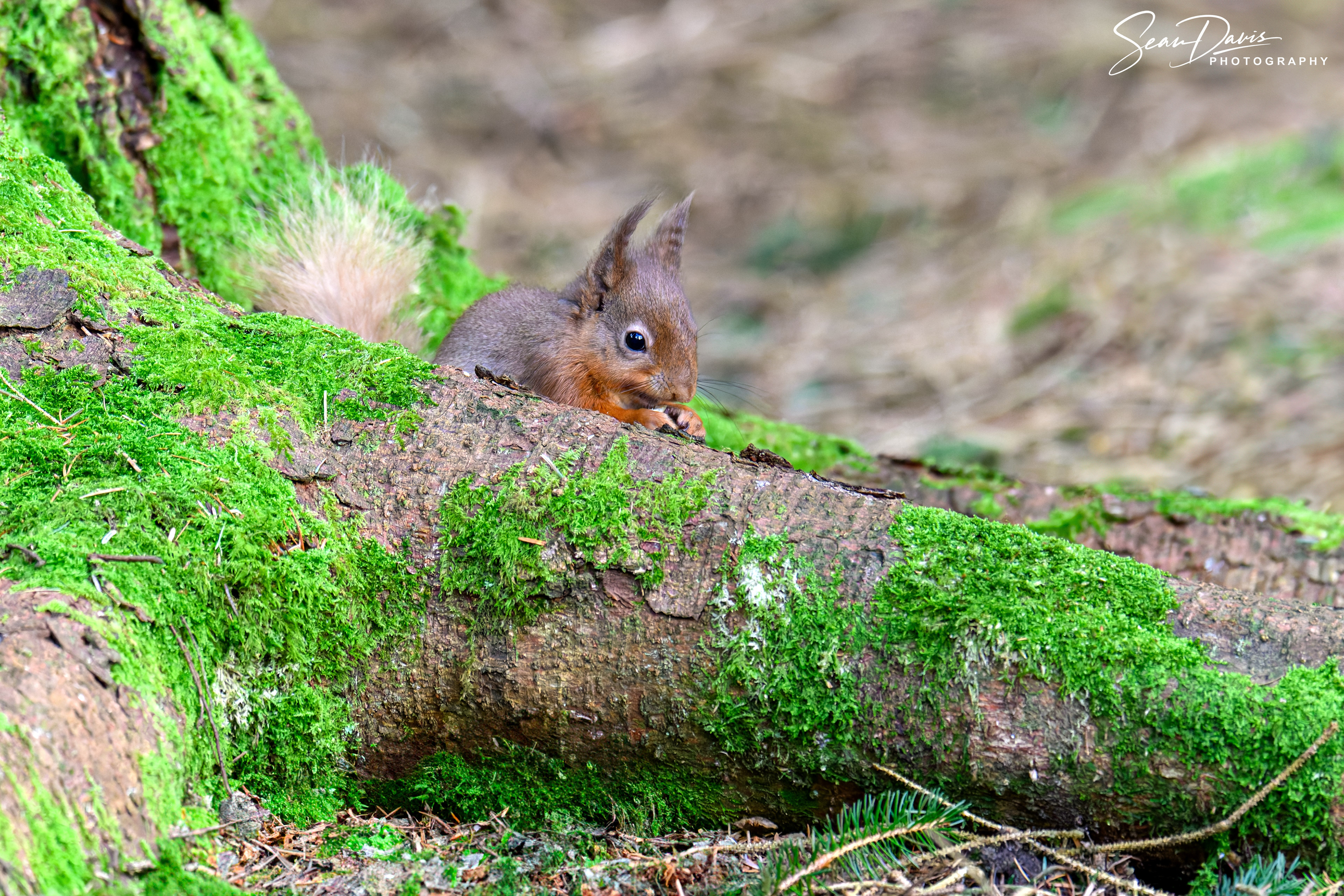Red Squirrel