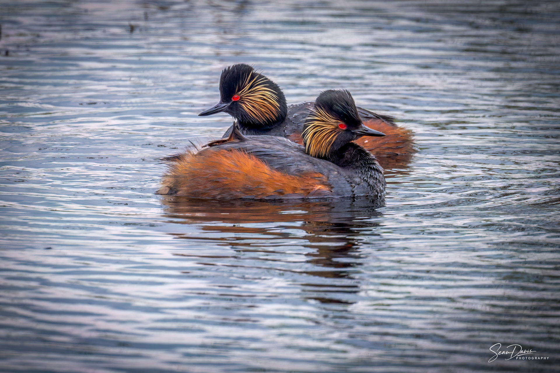 Black Grebe