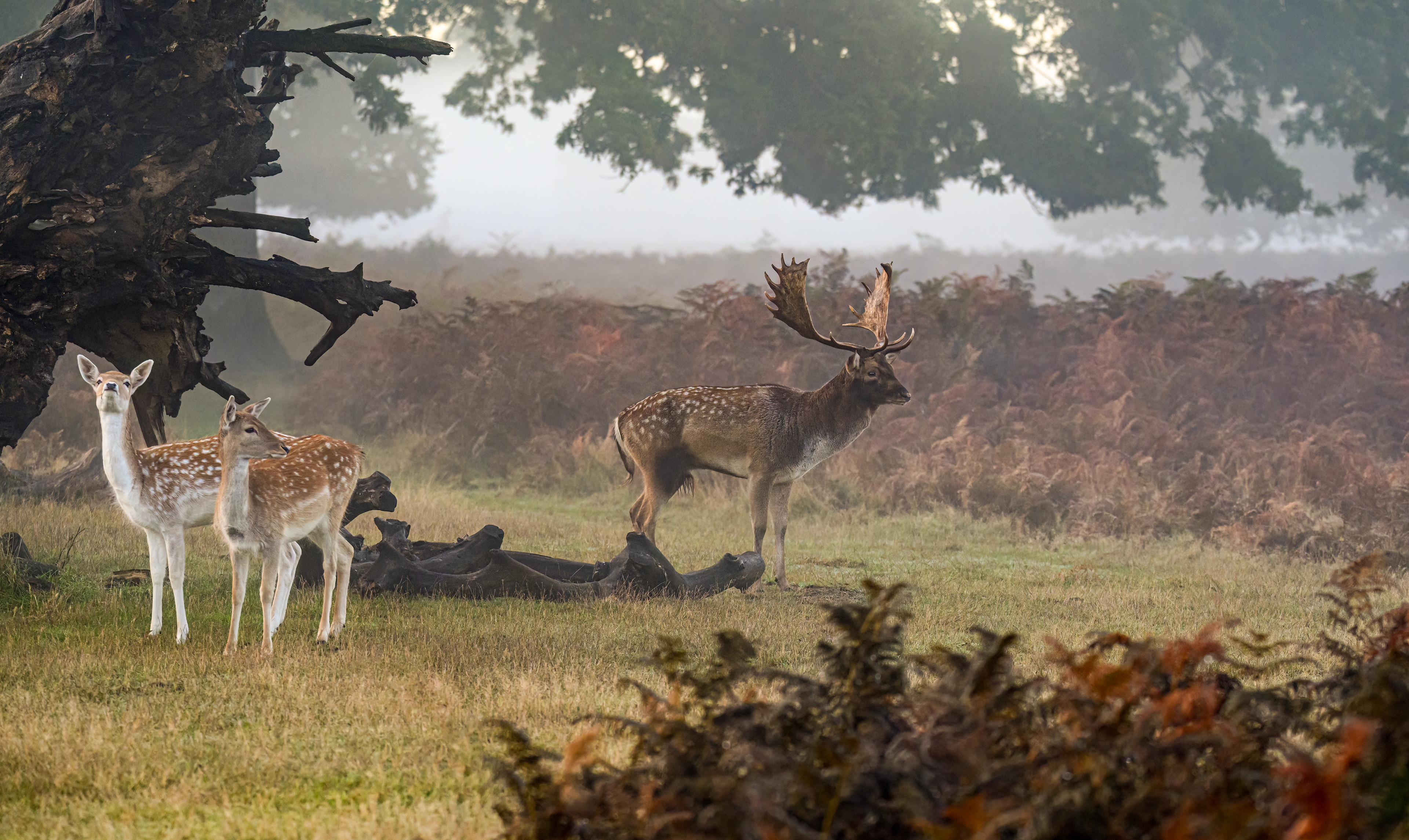 Fallow Deer