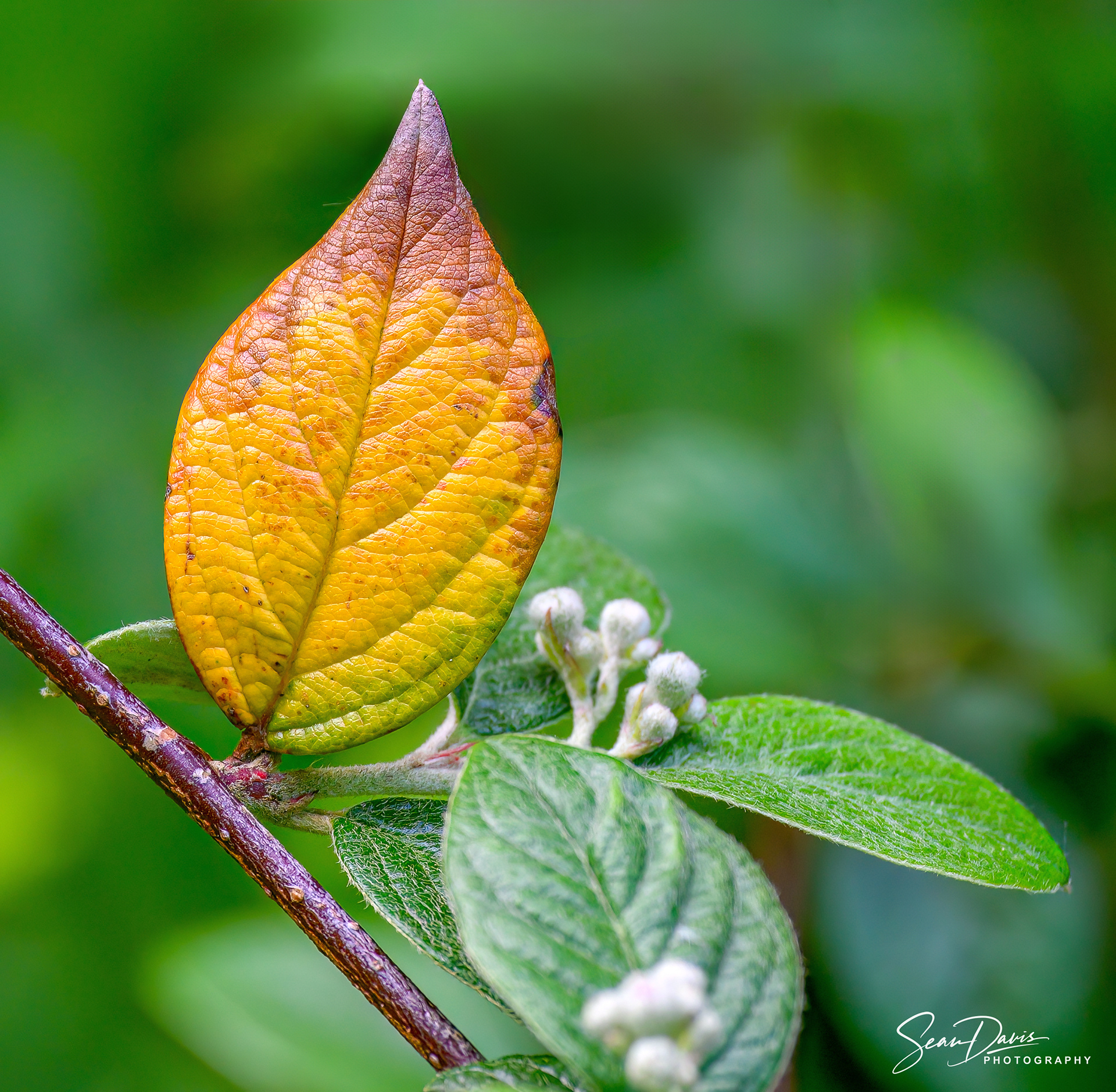 Cotoneaster