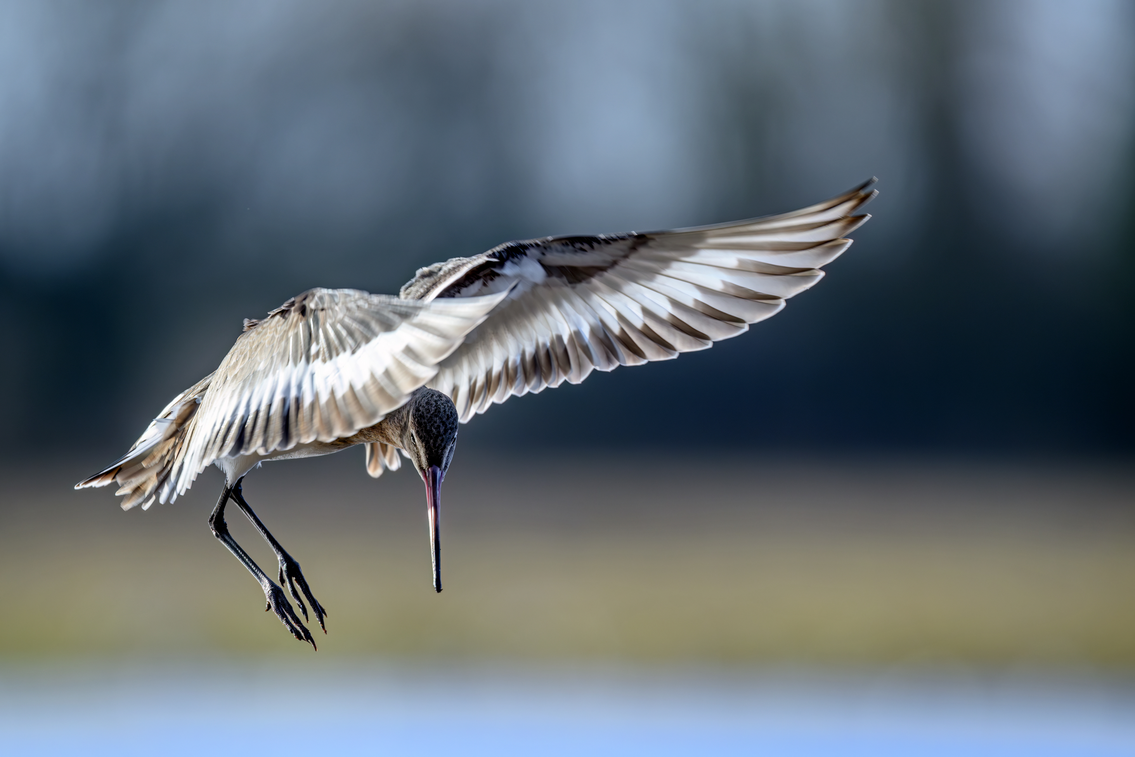 Black-tailed Godwit
