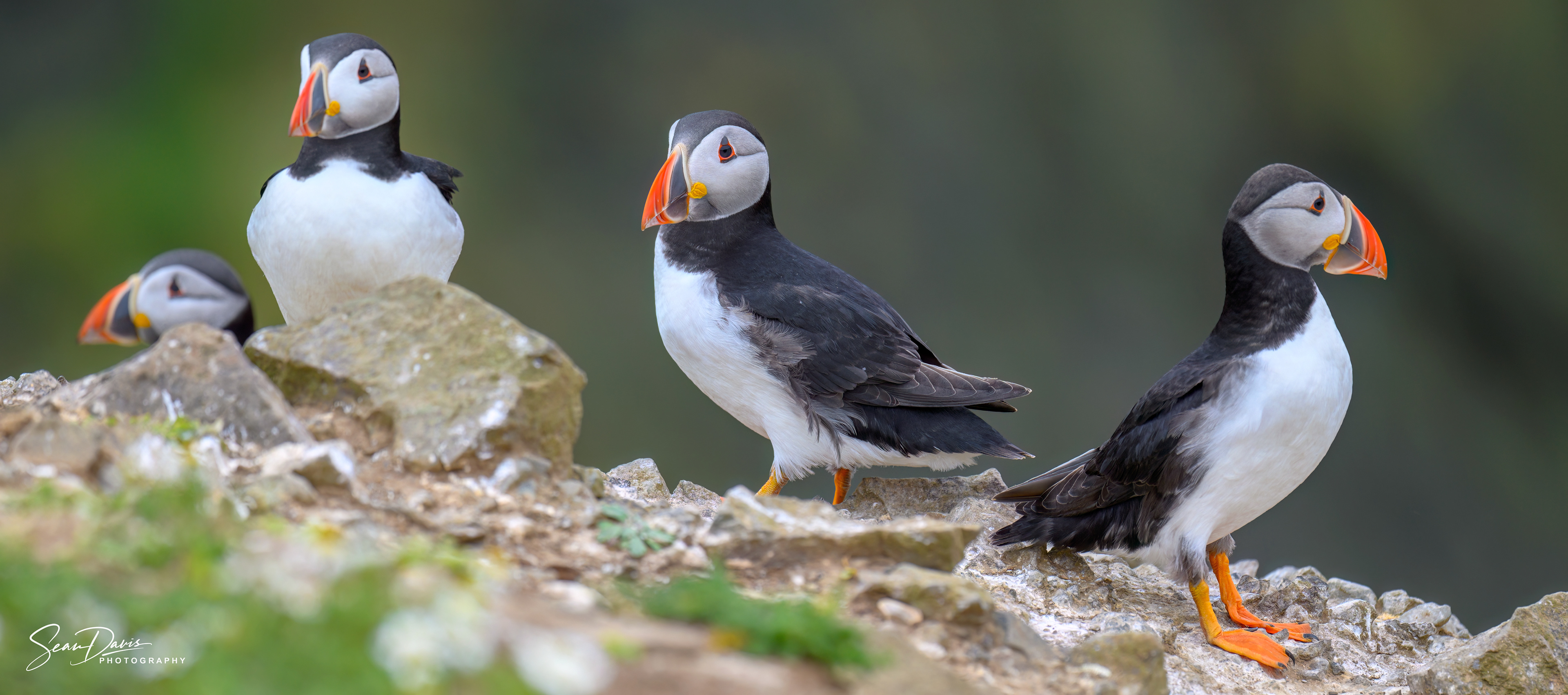 Puffin