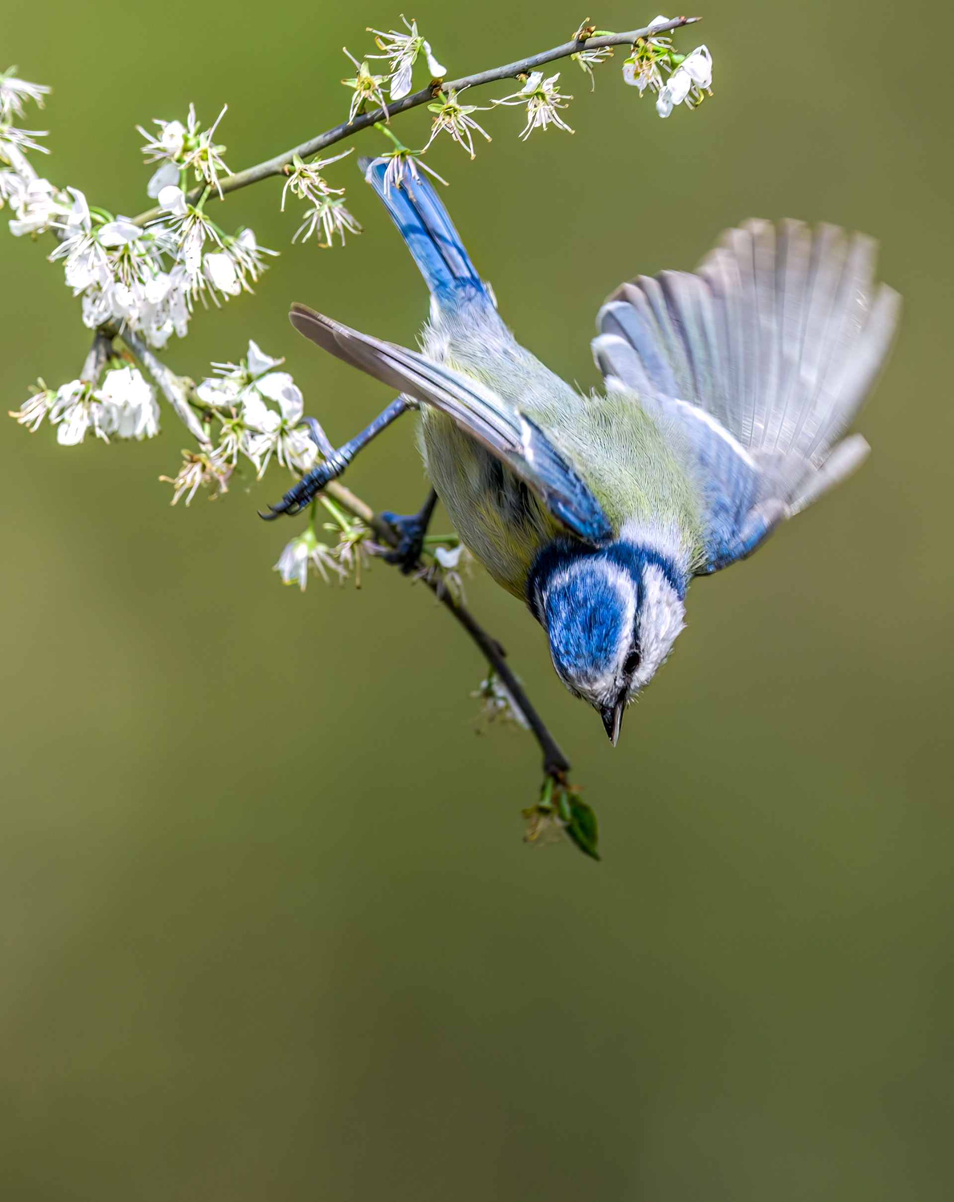 Eurasian Blue Tit