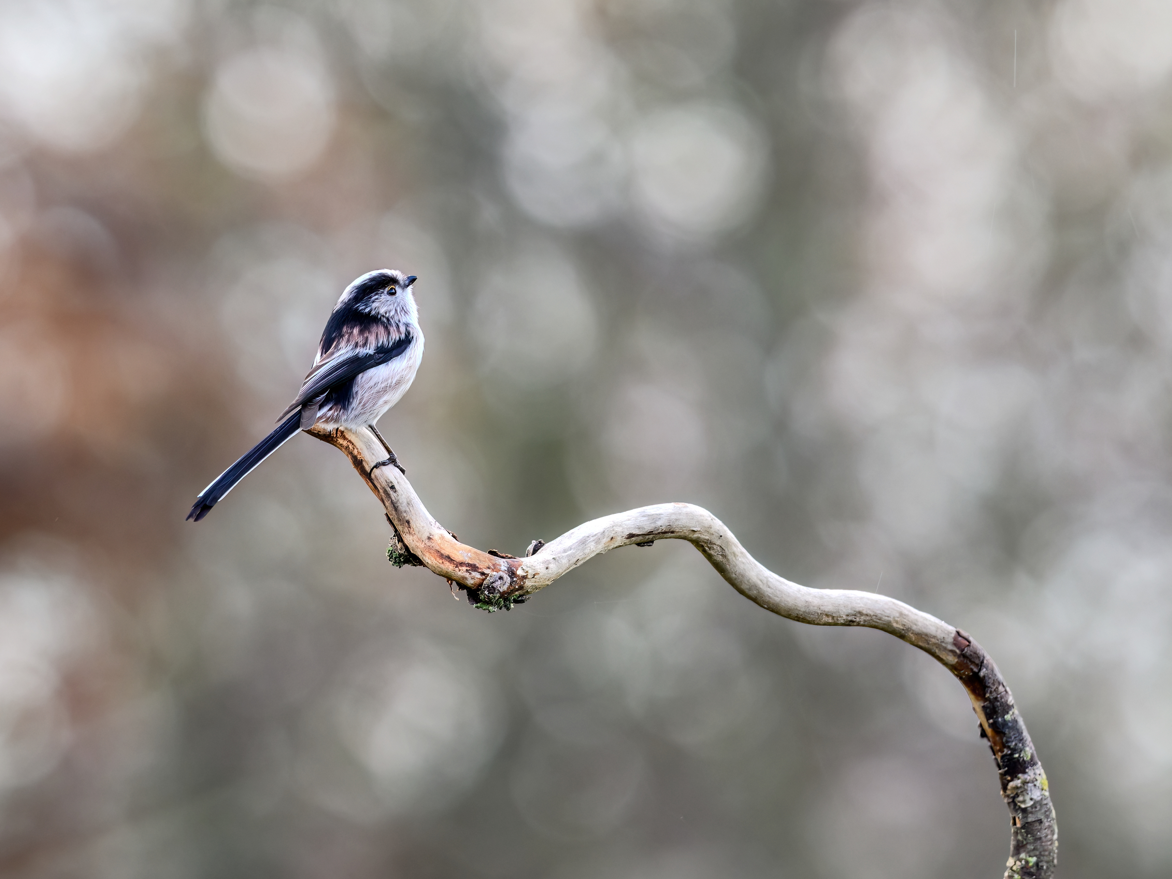 Long Tailed Tit