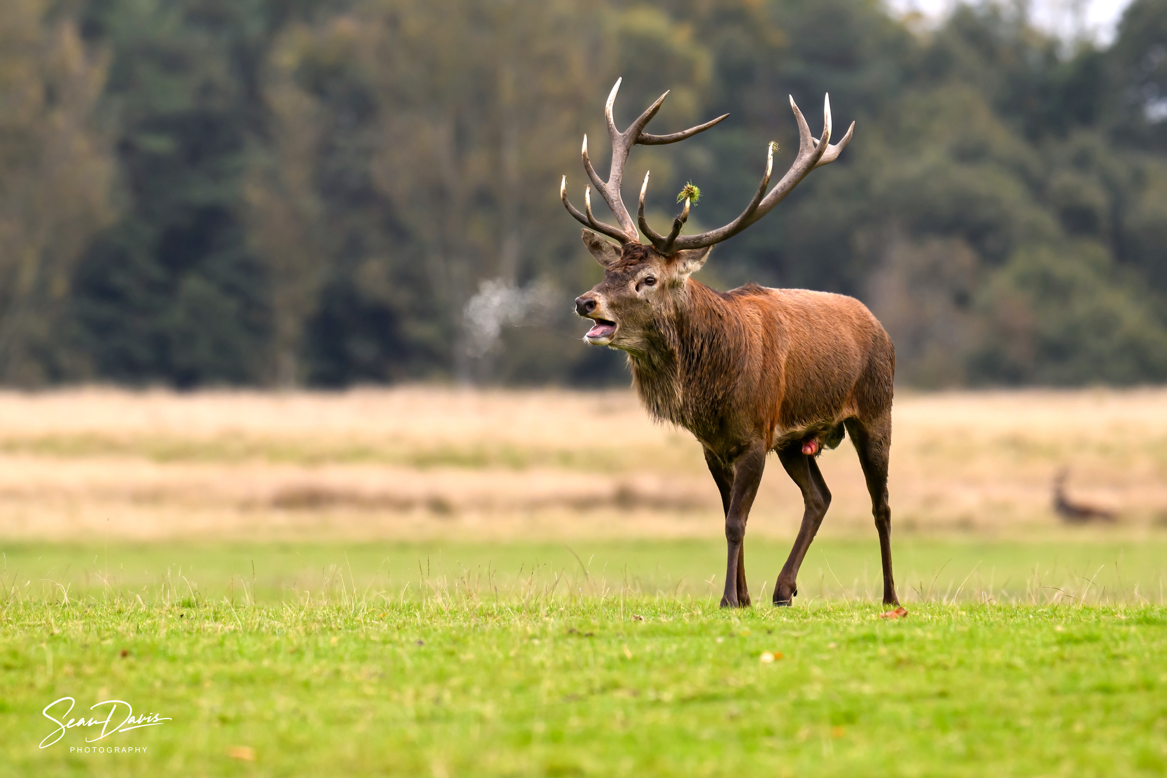 Red Deer