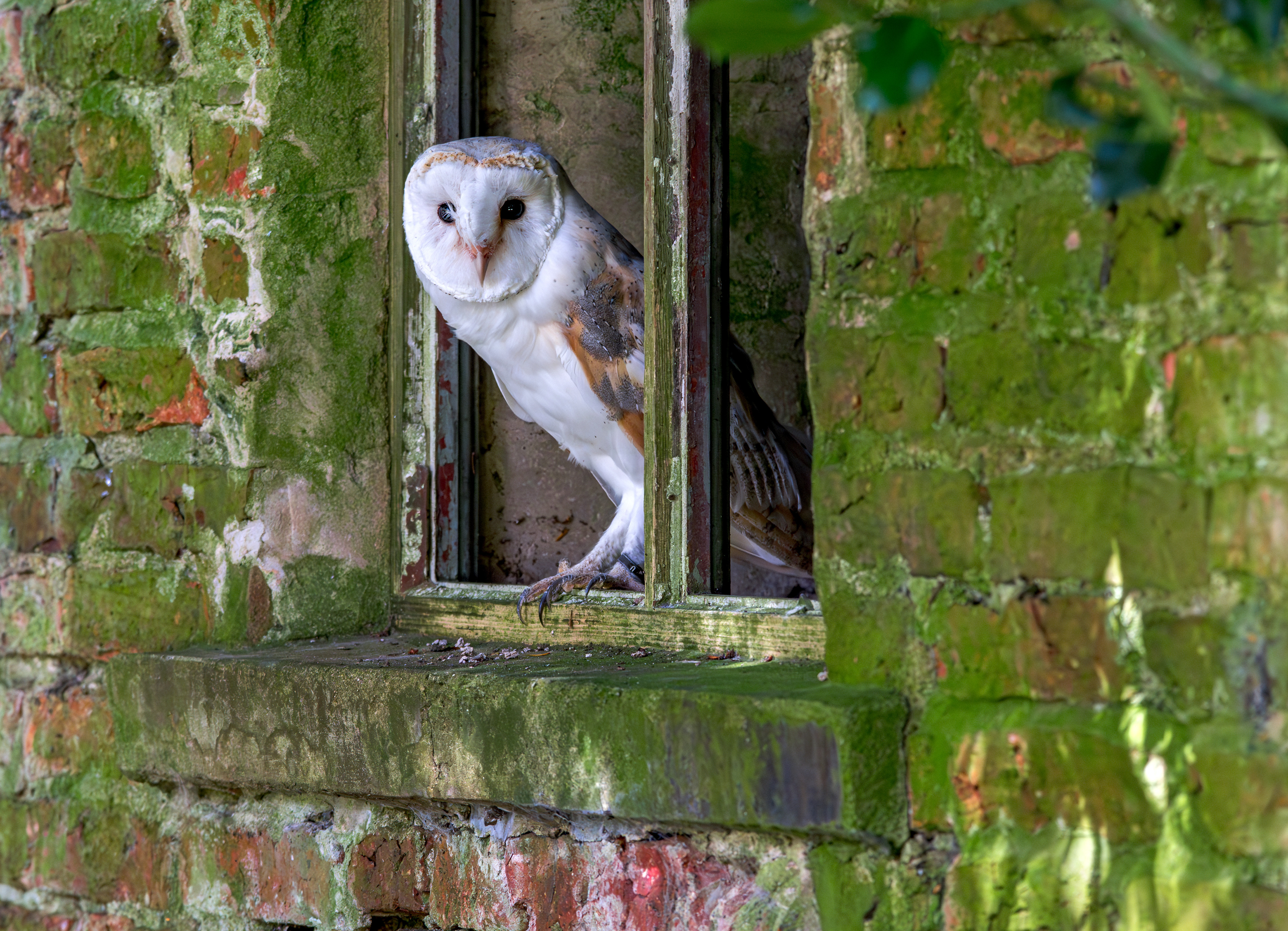 Barn Owl