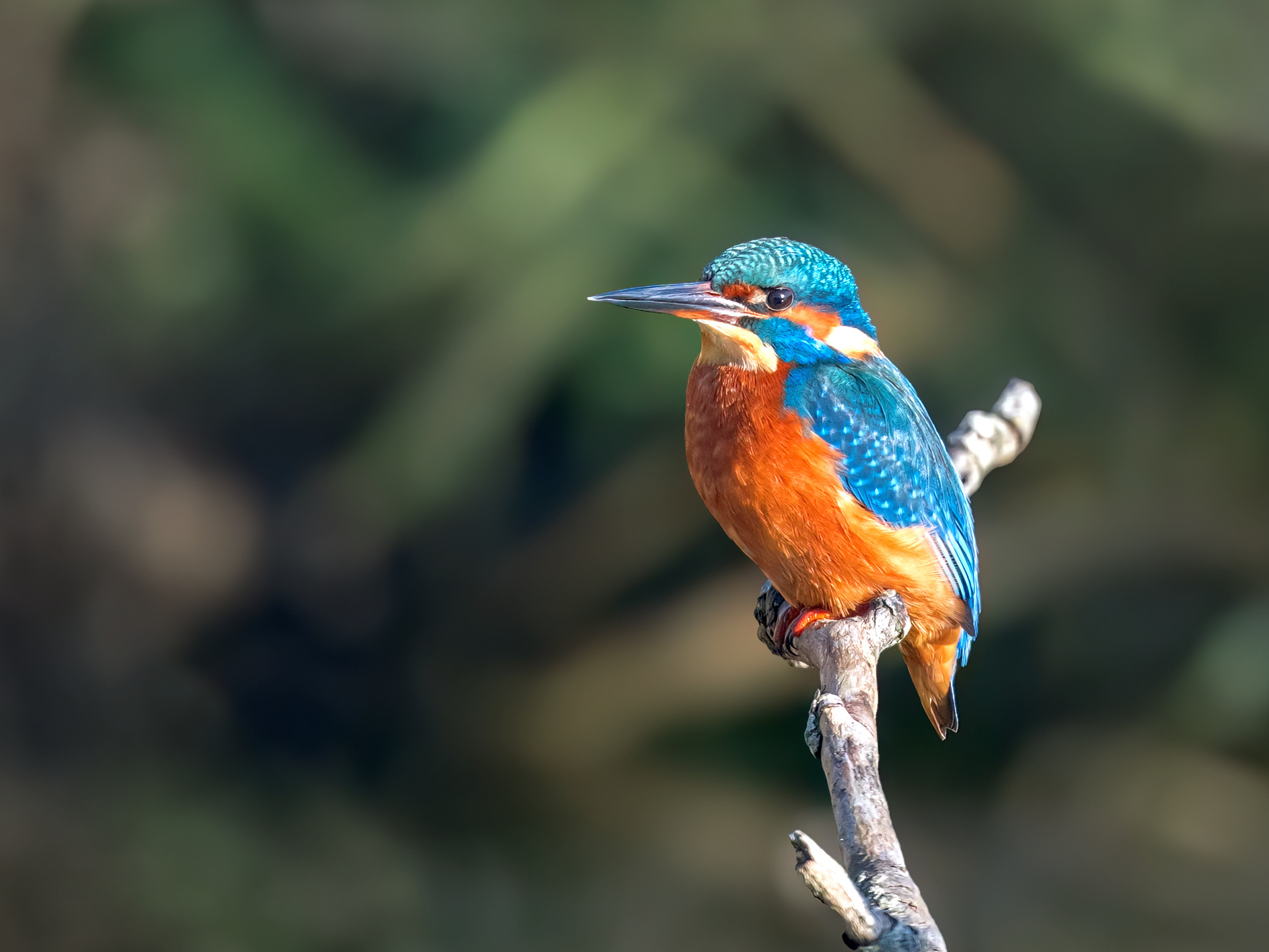 Common Kingfisher