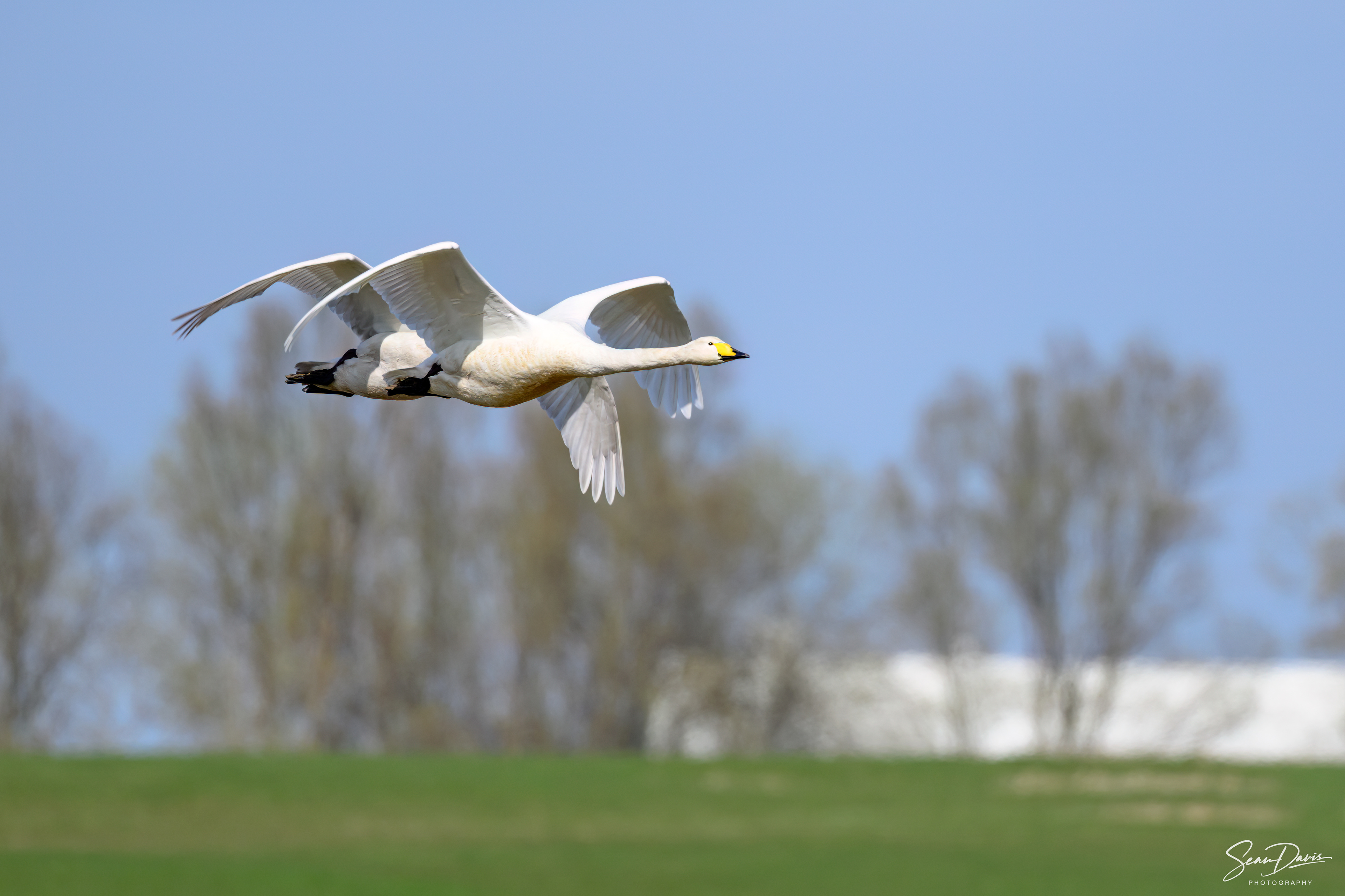 Whooper Swan
