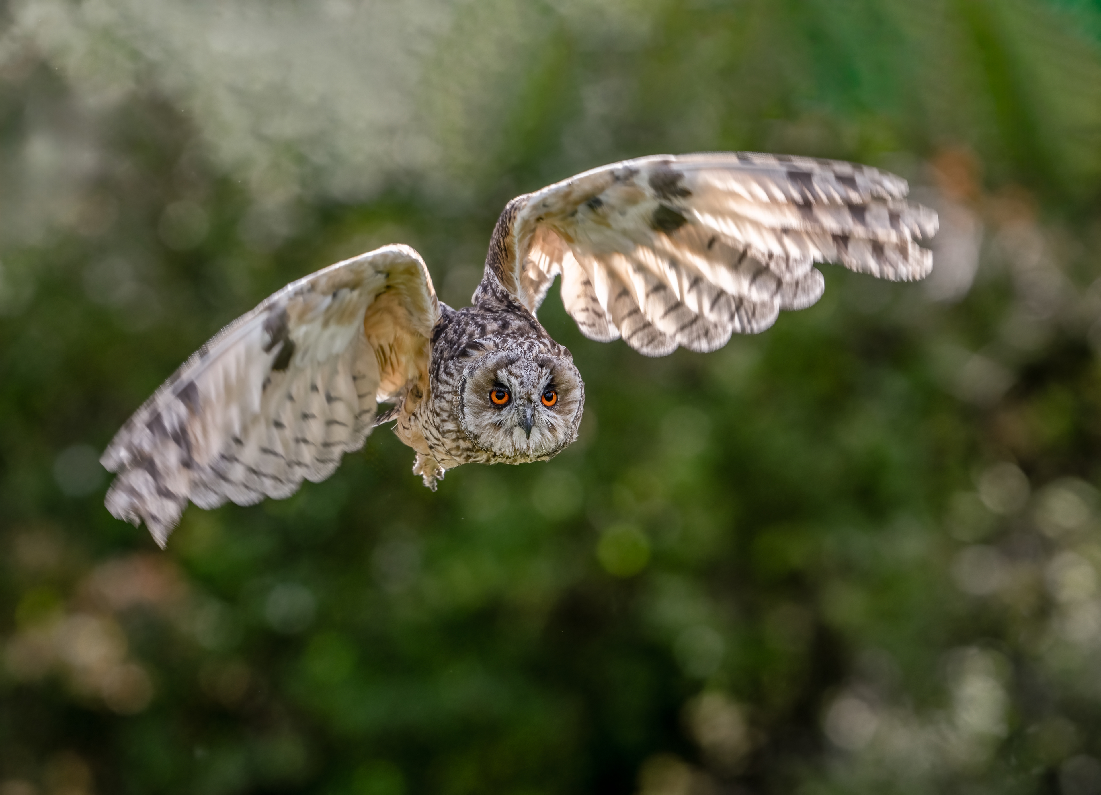 Long Eared Owl