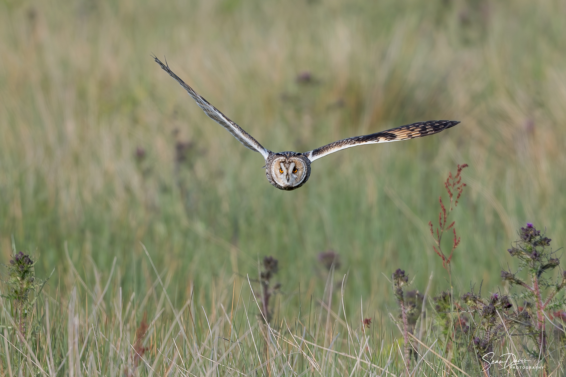 Long Eared Owl