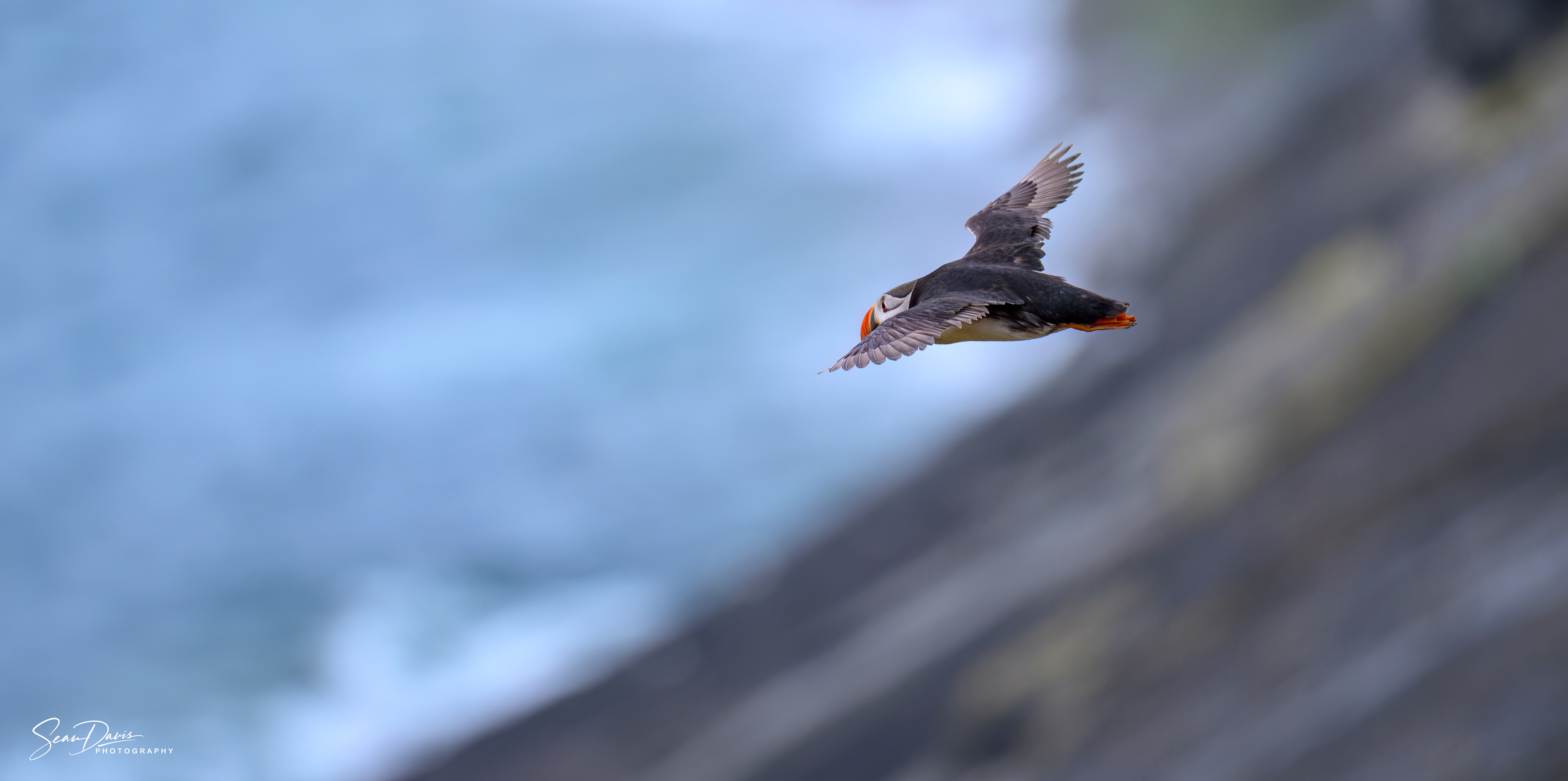 Puffin