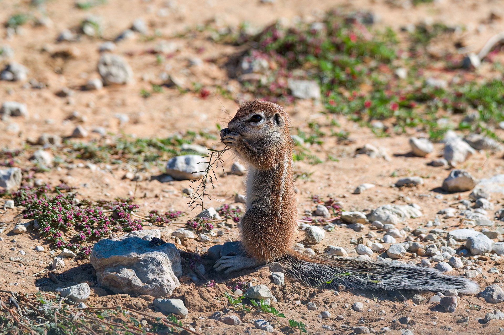 Juvenille Ground Squirrel
