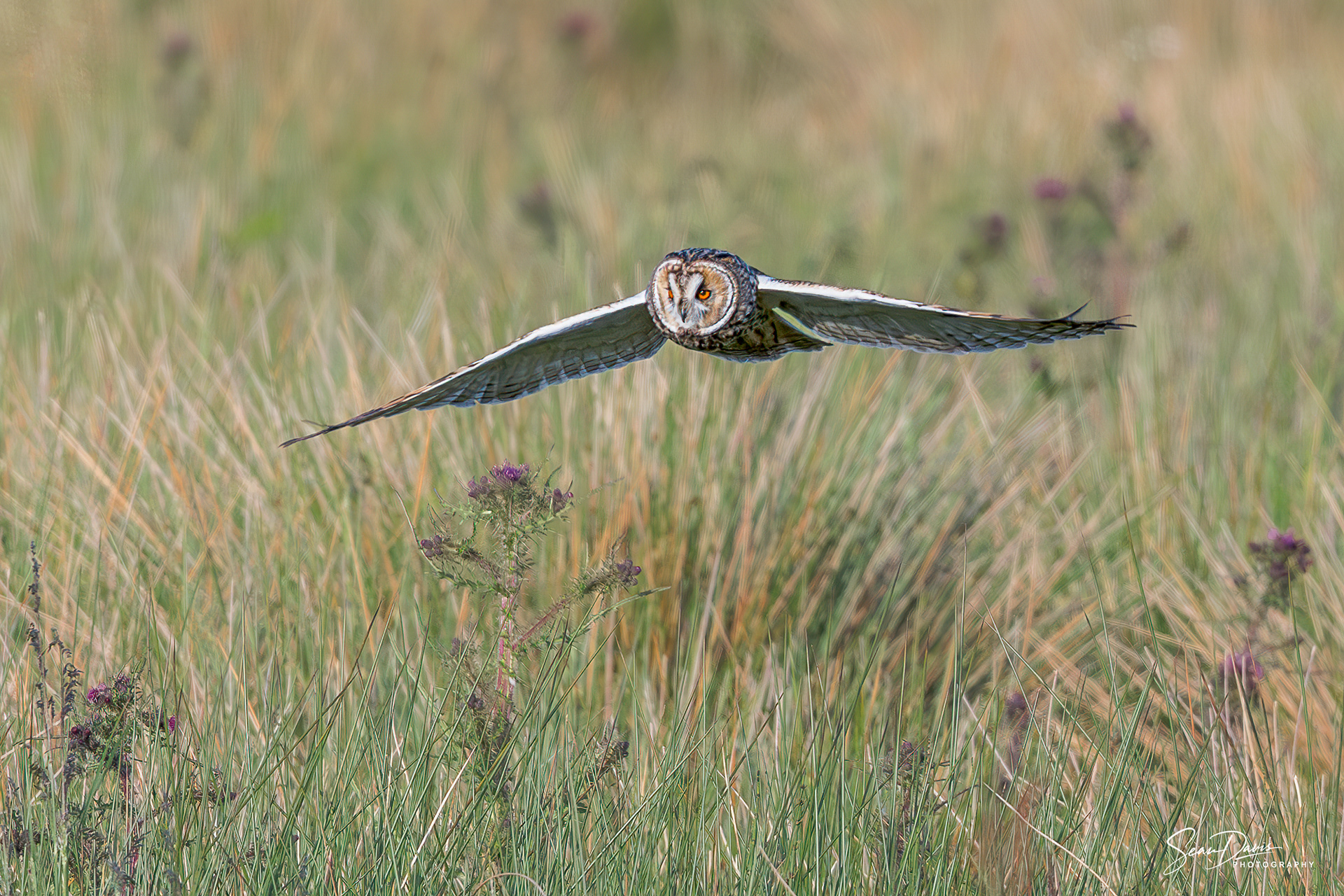 Long Eared Owl