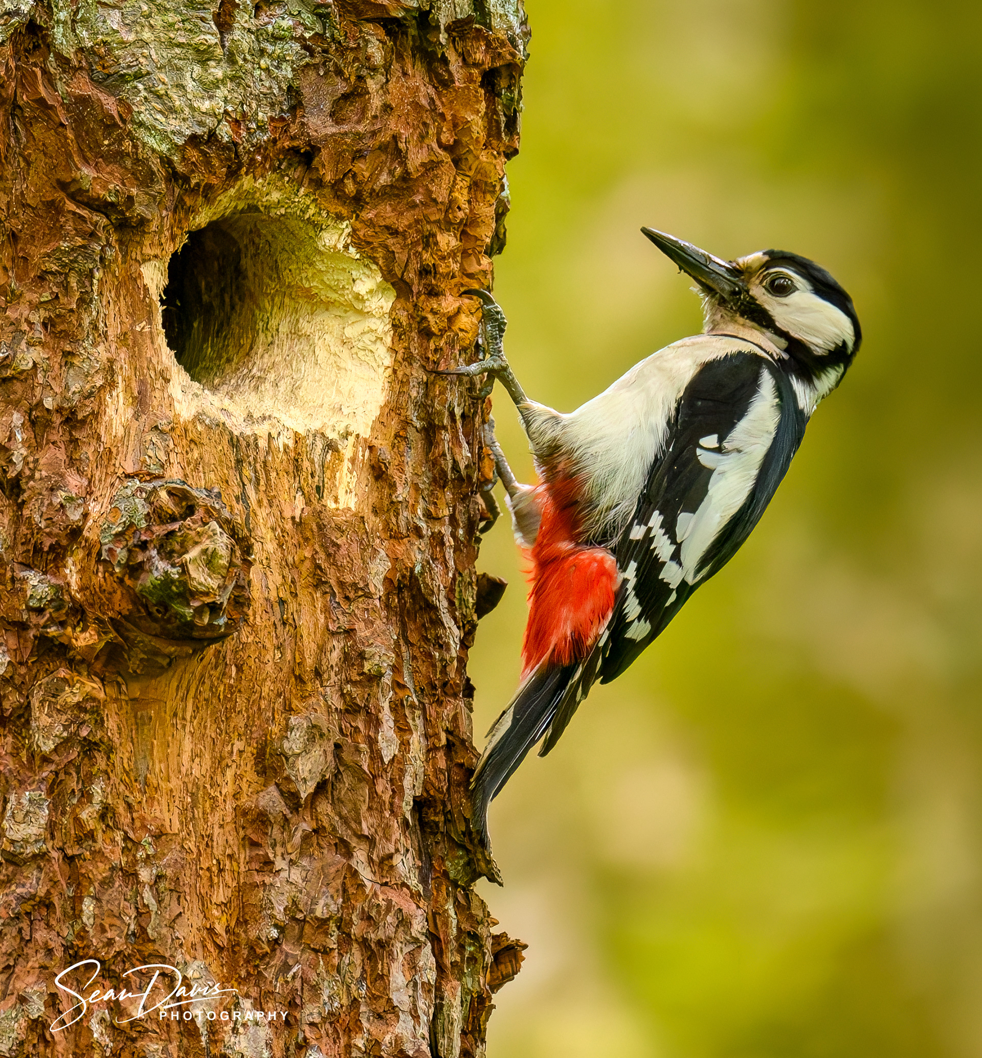 Spotted Woodpecker