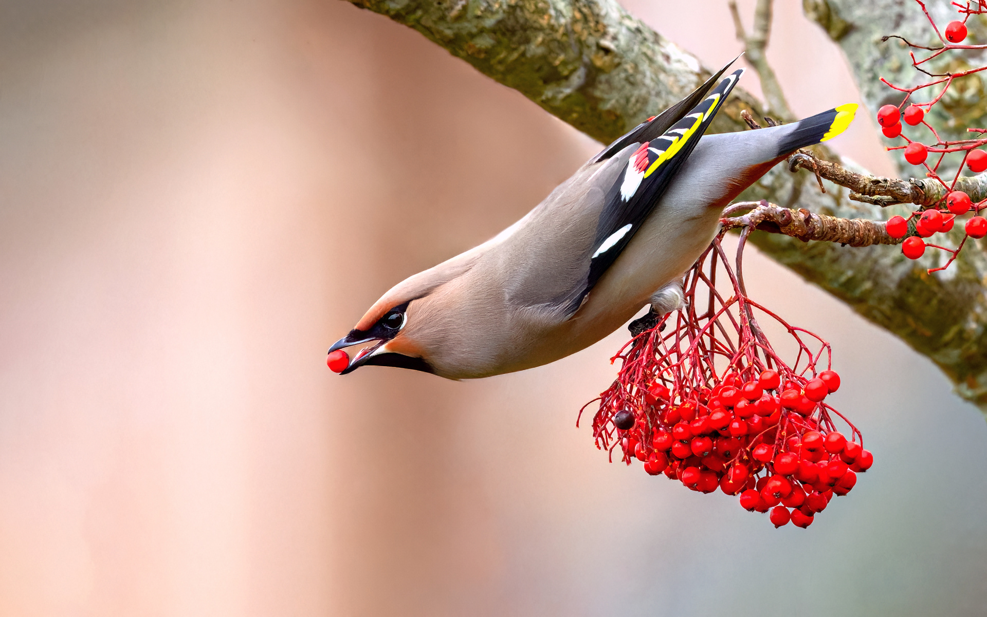 Waxwing