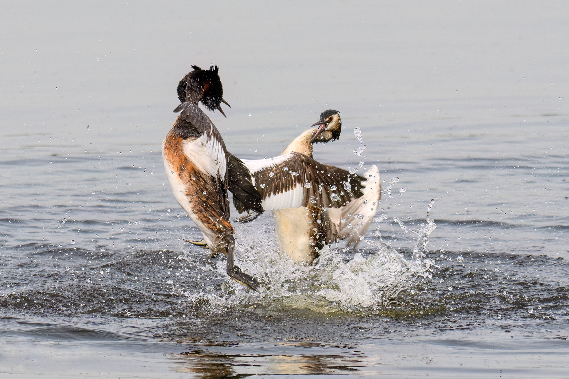 Fight between 2 males