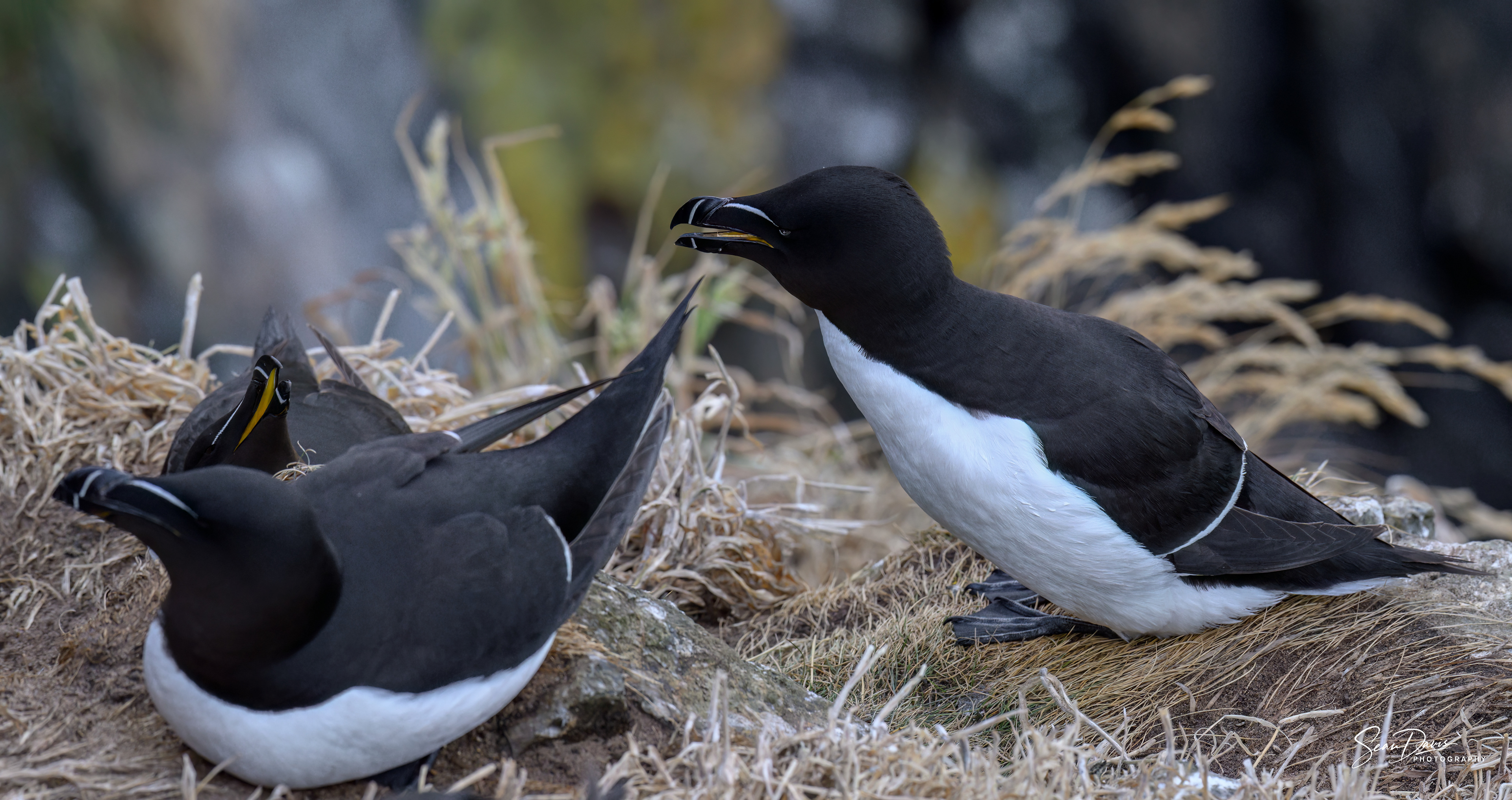 Razorbill