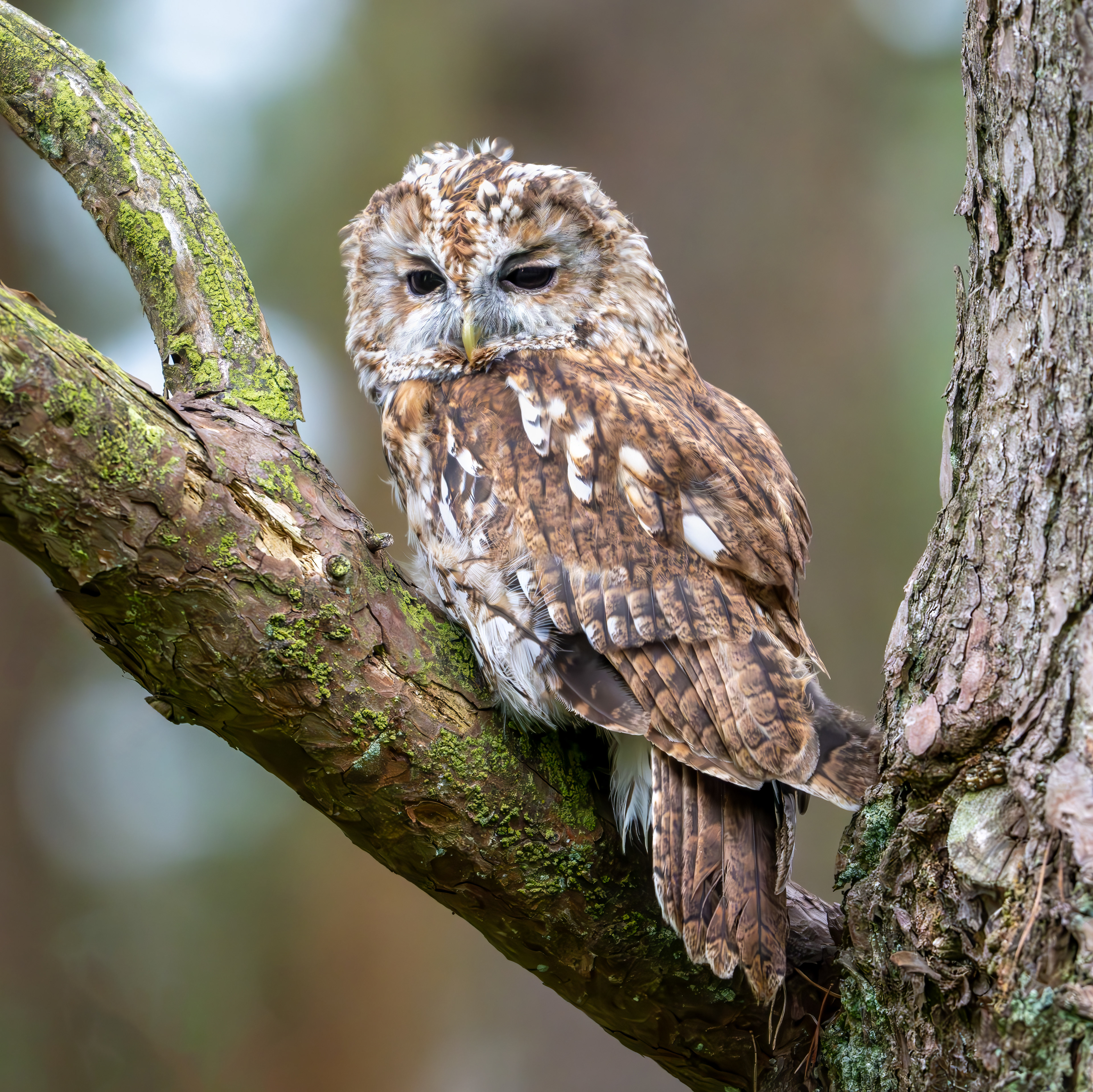 Tawny Owl