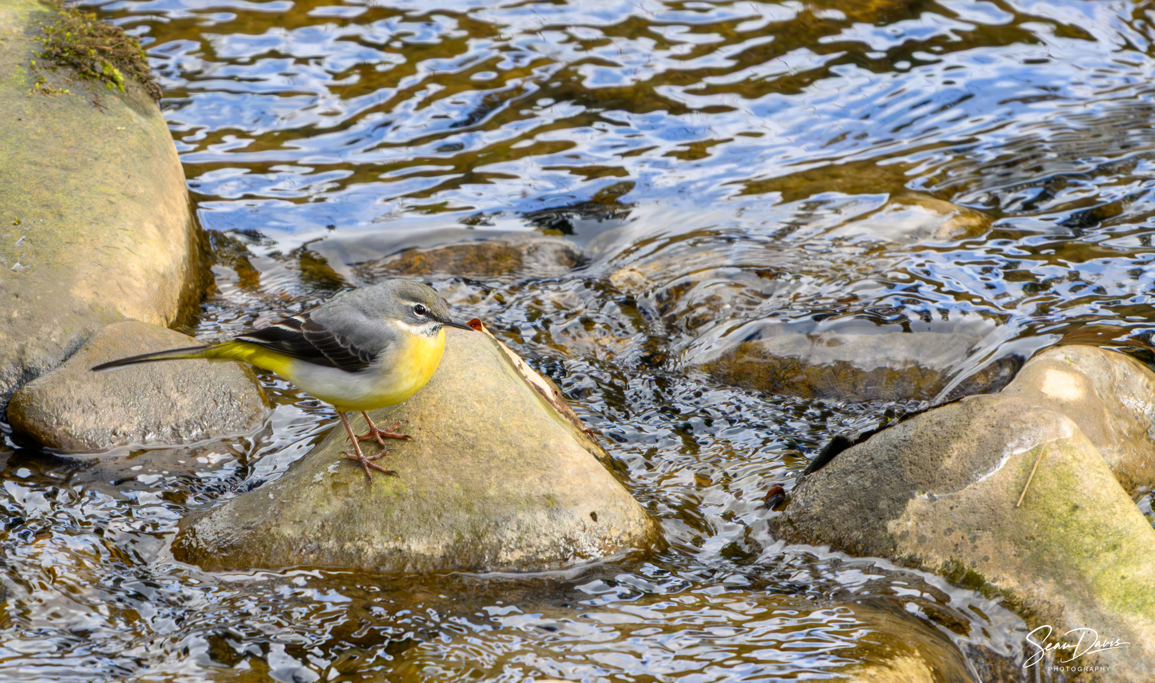 Grey Wagtail