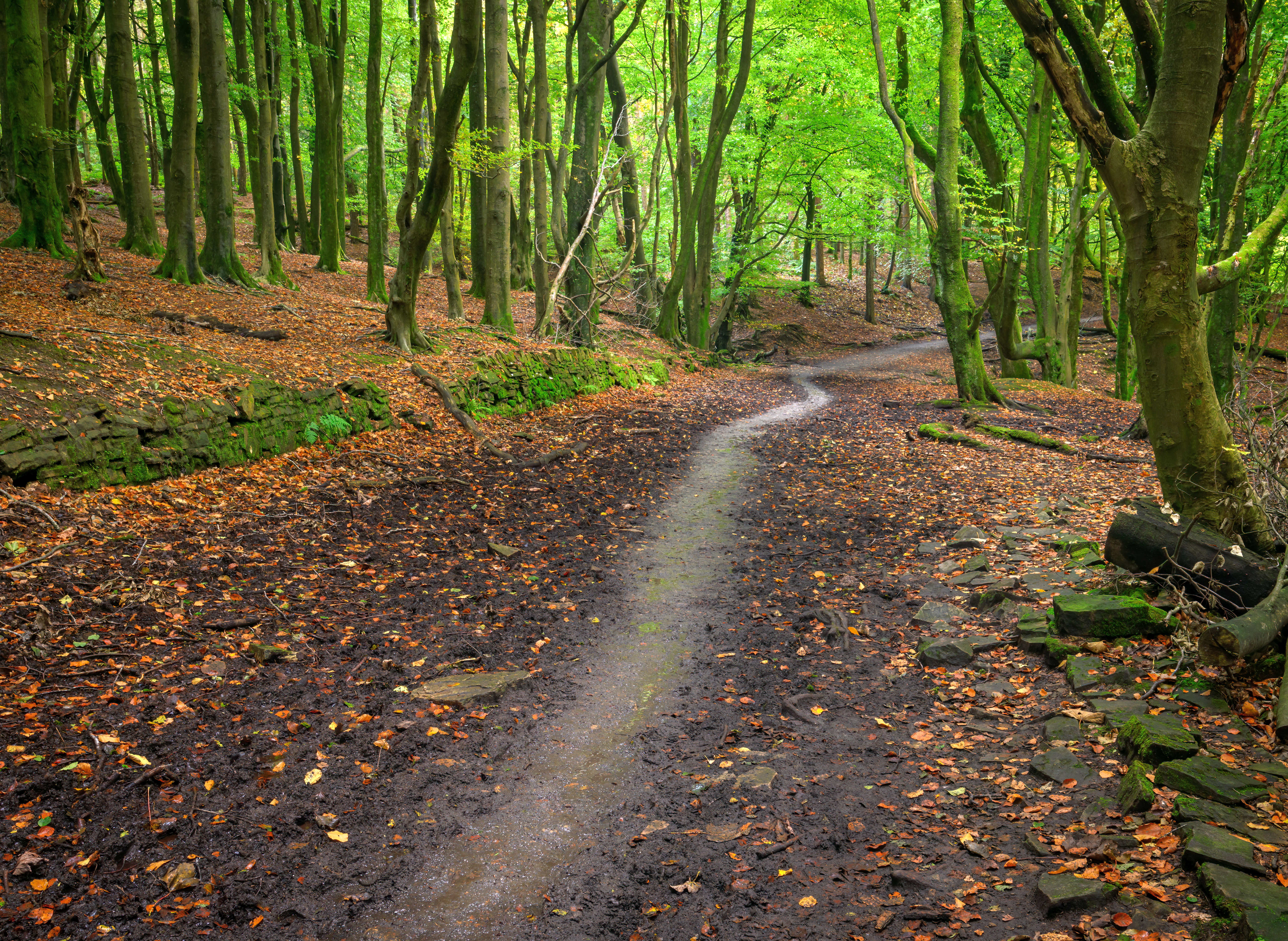 Woodland