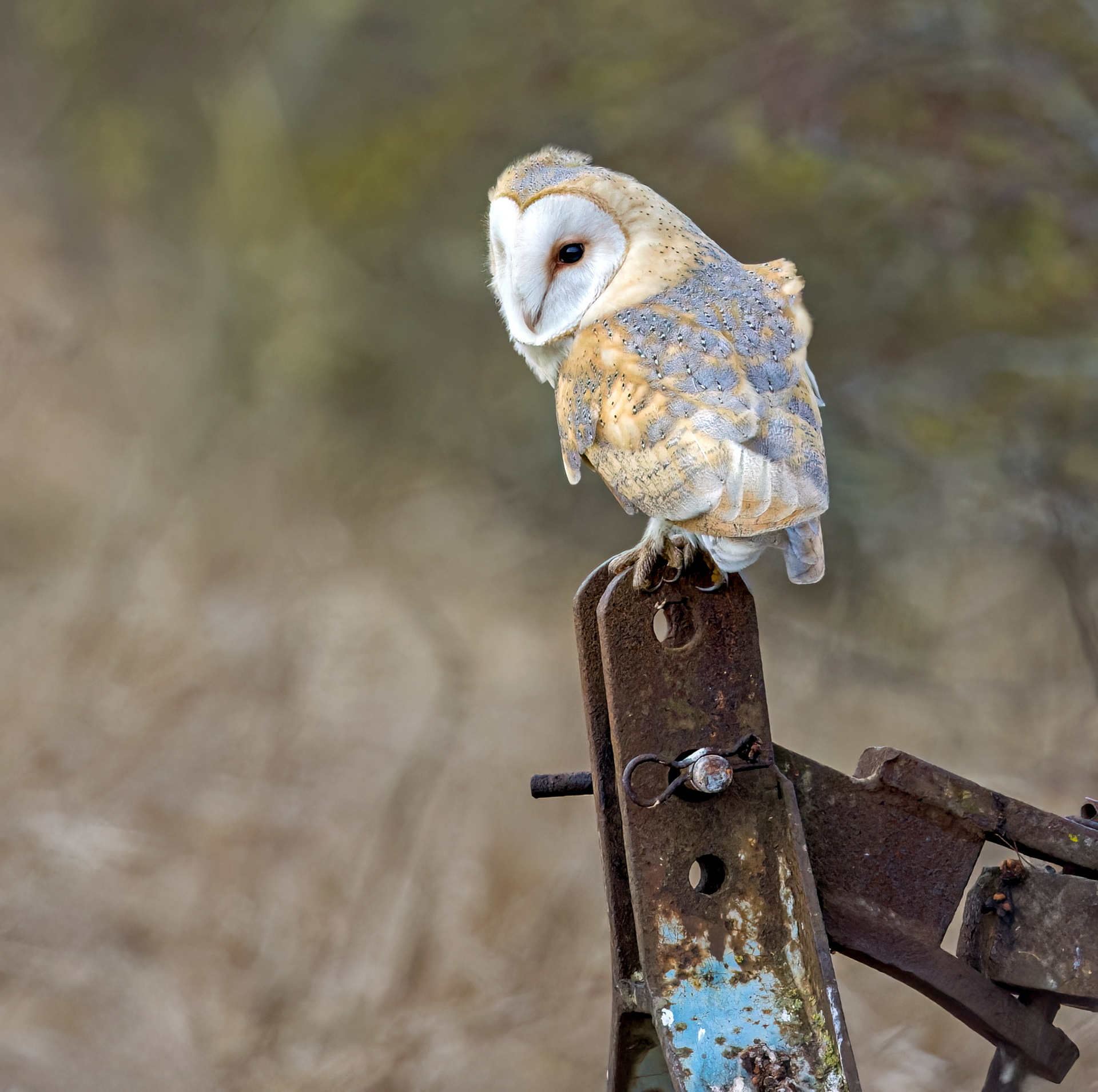 Barn Owl