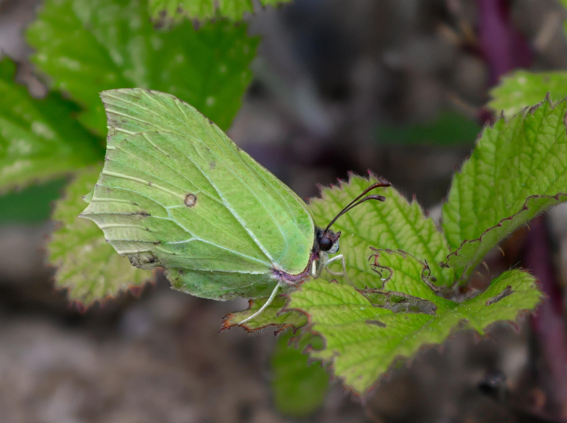Common Brimstone