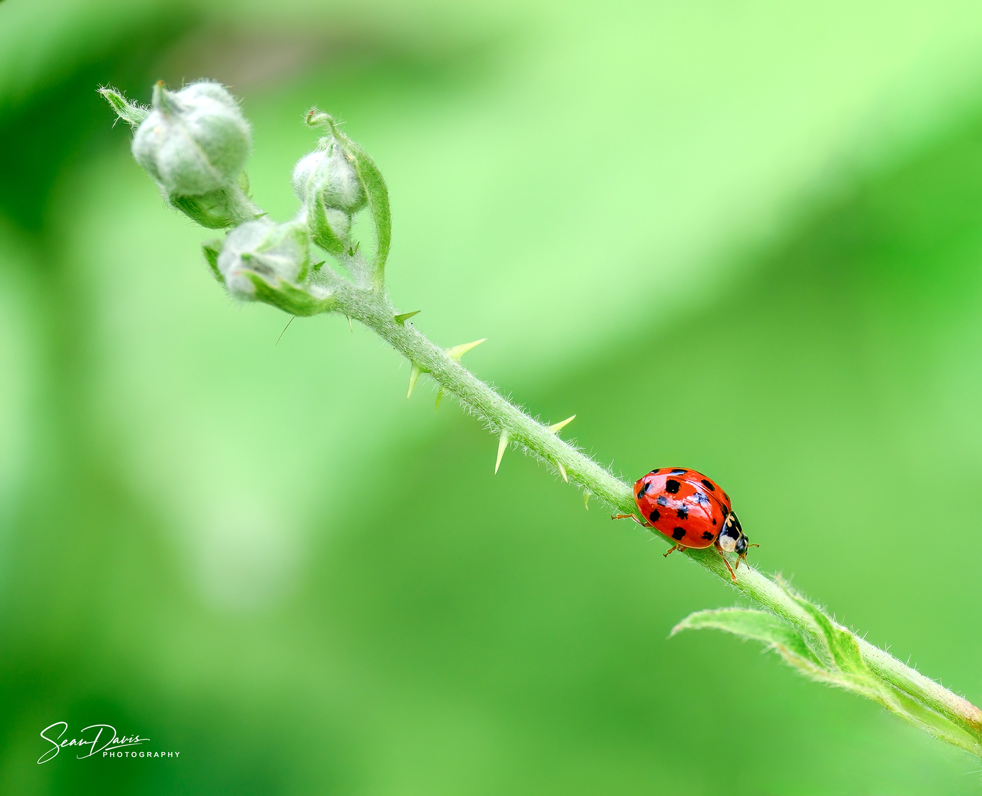 Lady Bettle