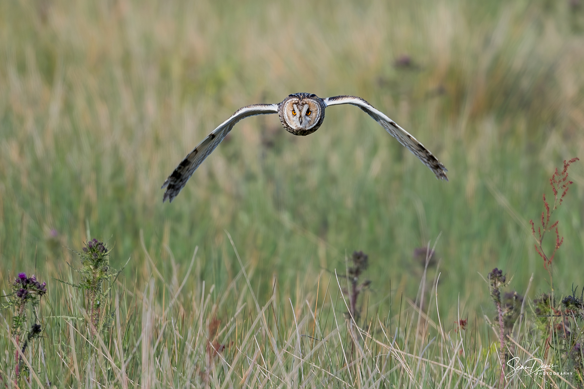 Long Eared Owl