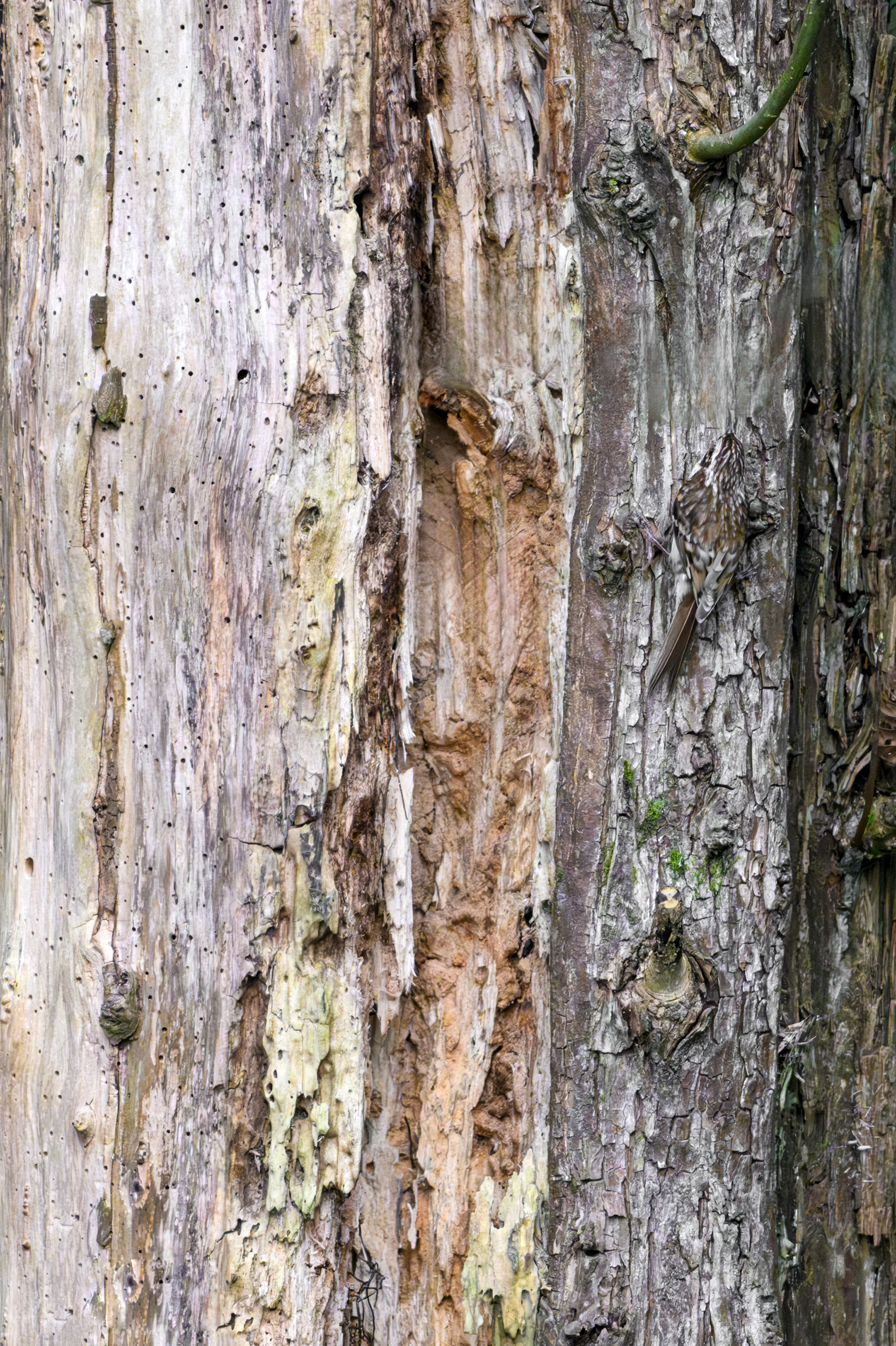Tree Creeper Camouflage