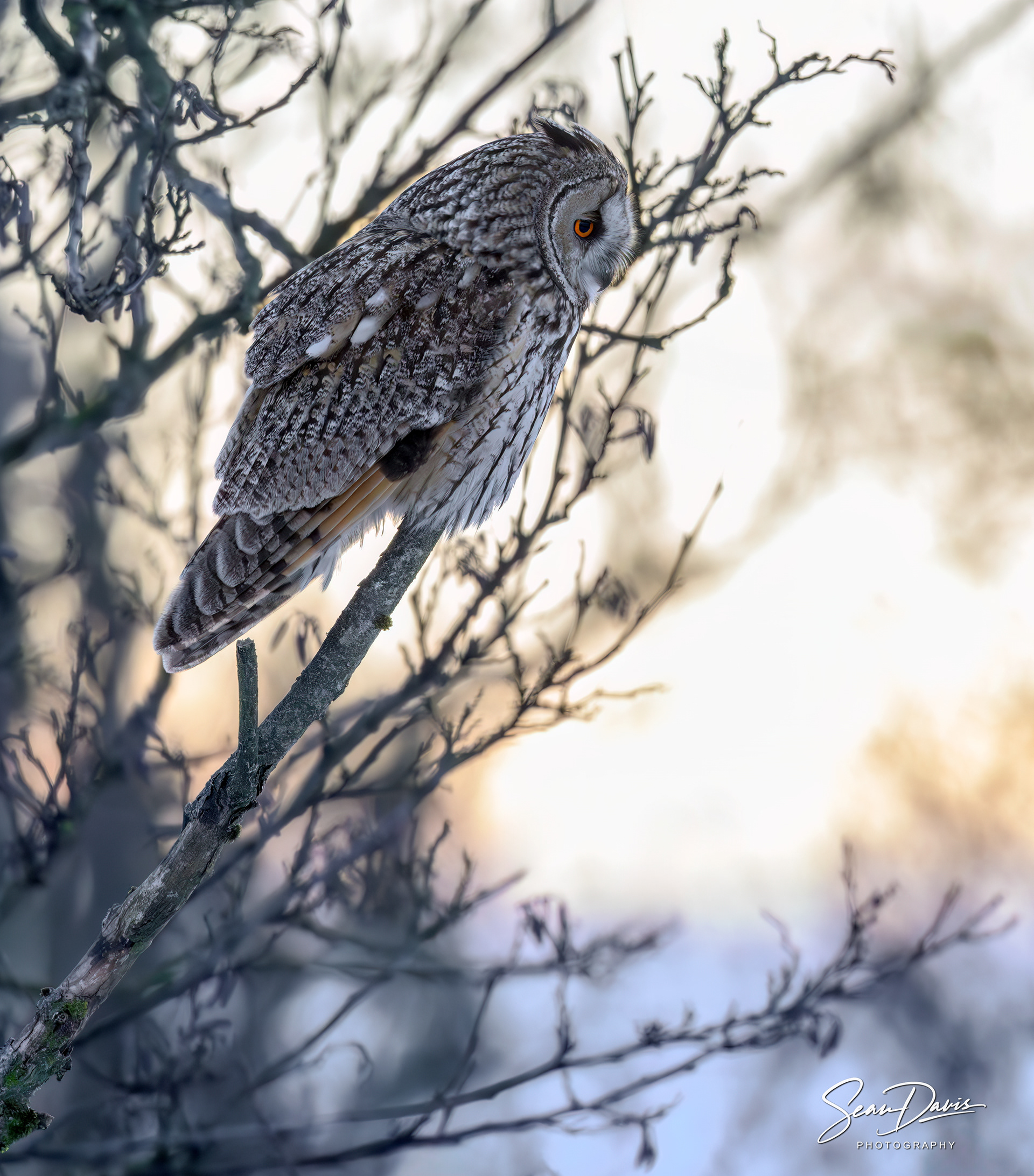 Long Eared Owl in Snow