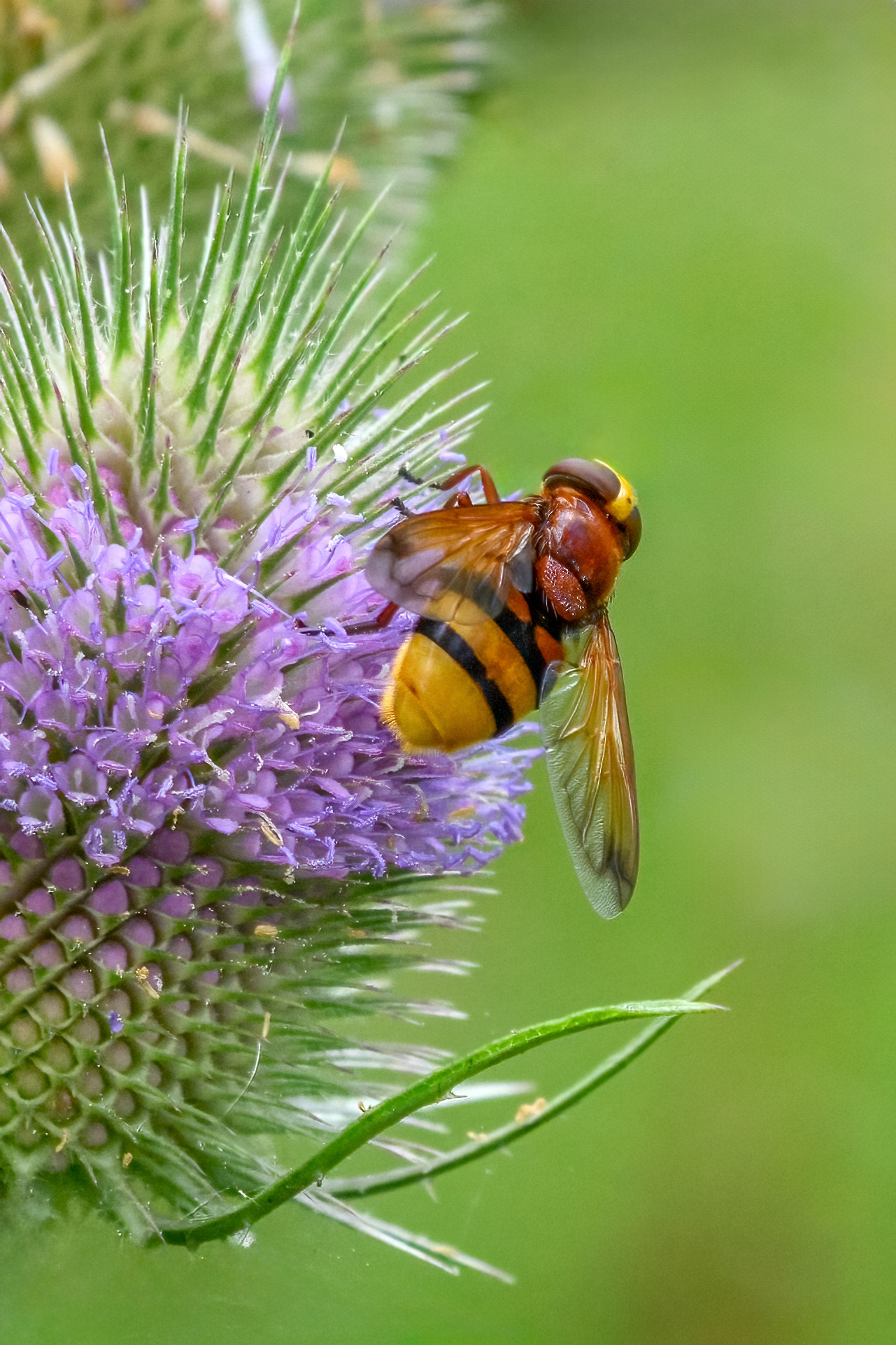 Hover Fly