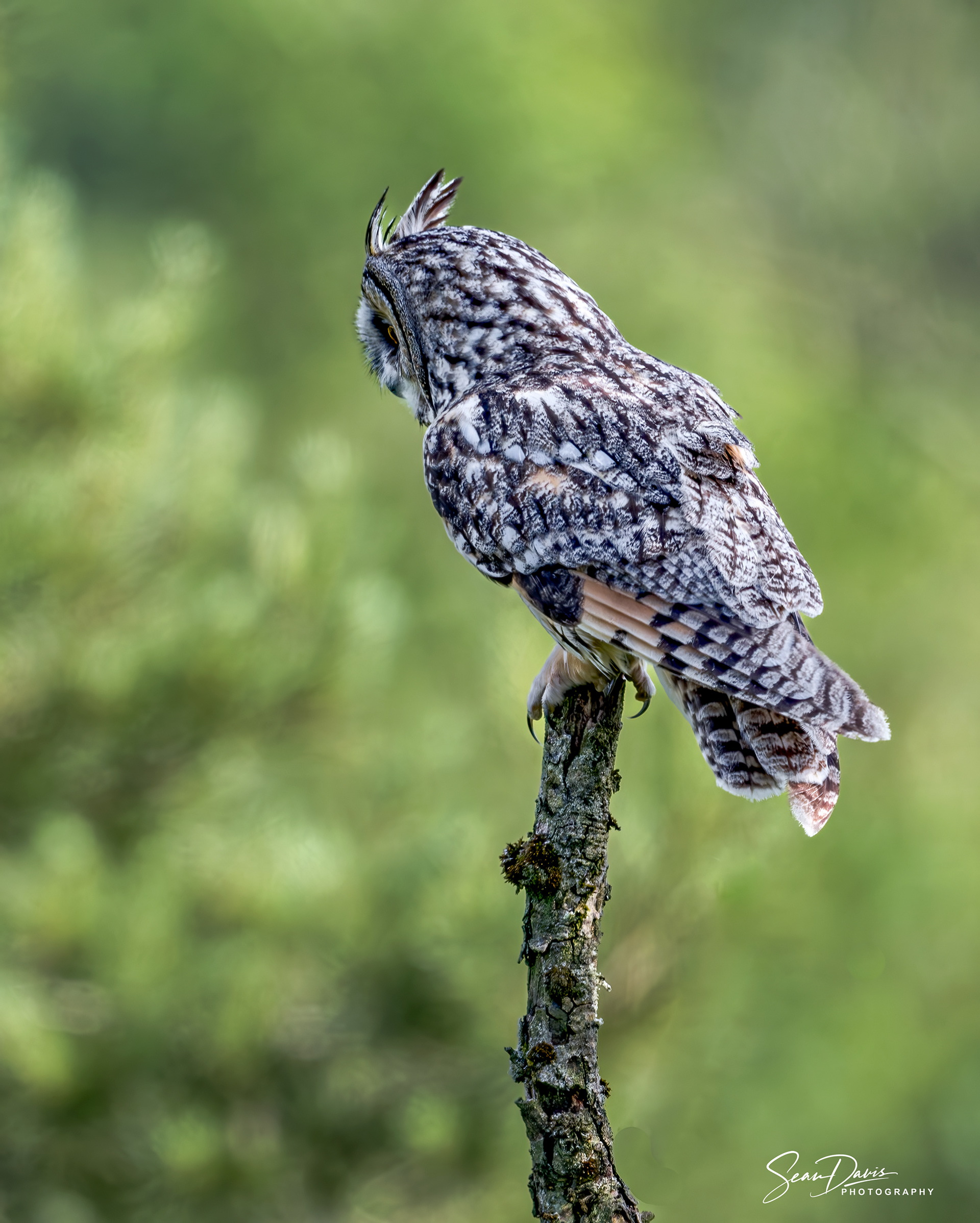 Long Eared Owl