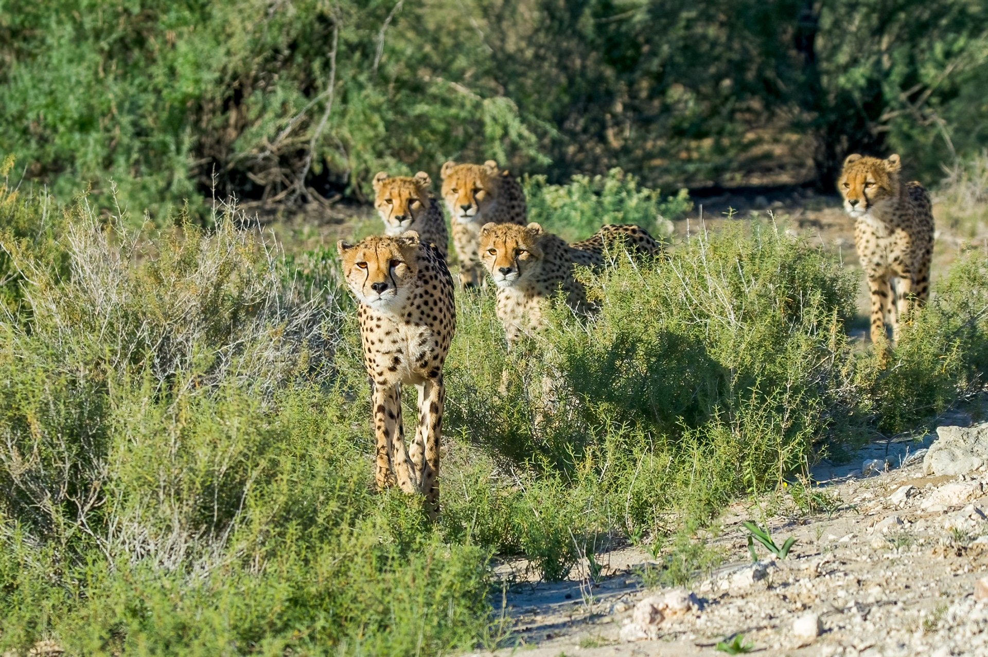 Adult and juvenille cheetah looking for breakfast