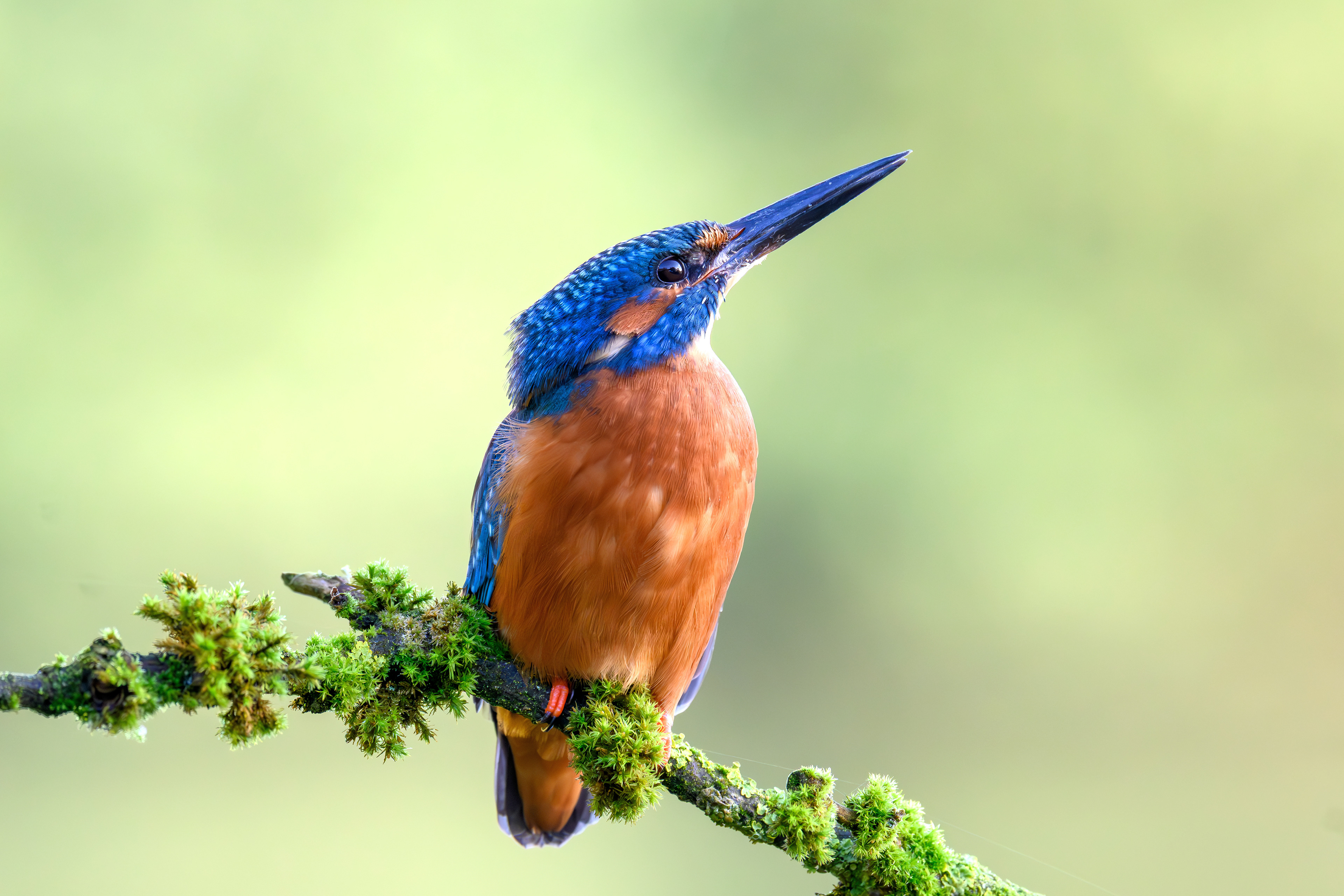 Common Kingfisher