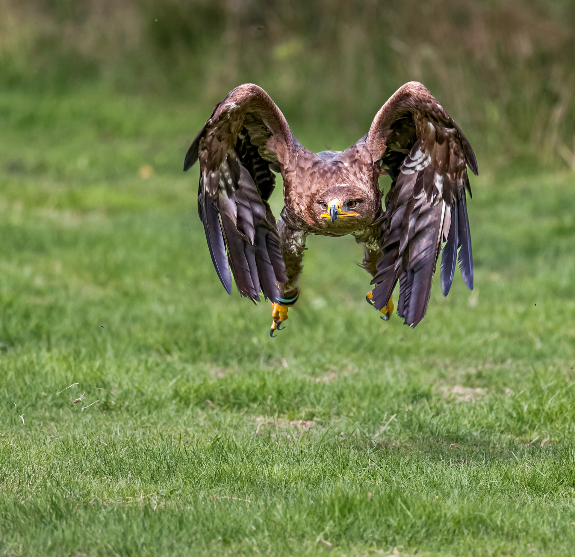 Steppe Buzzard