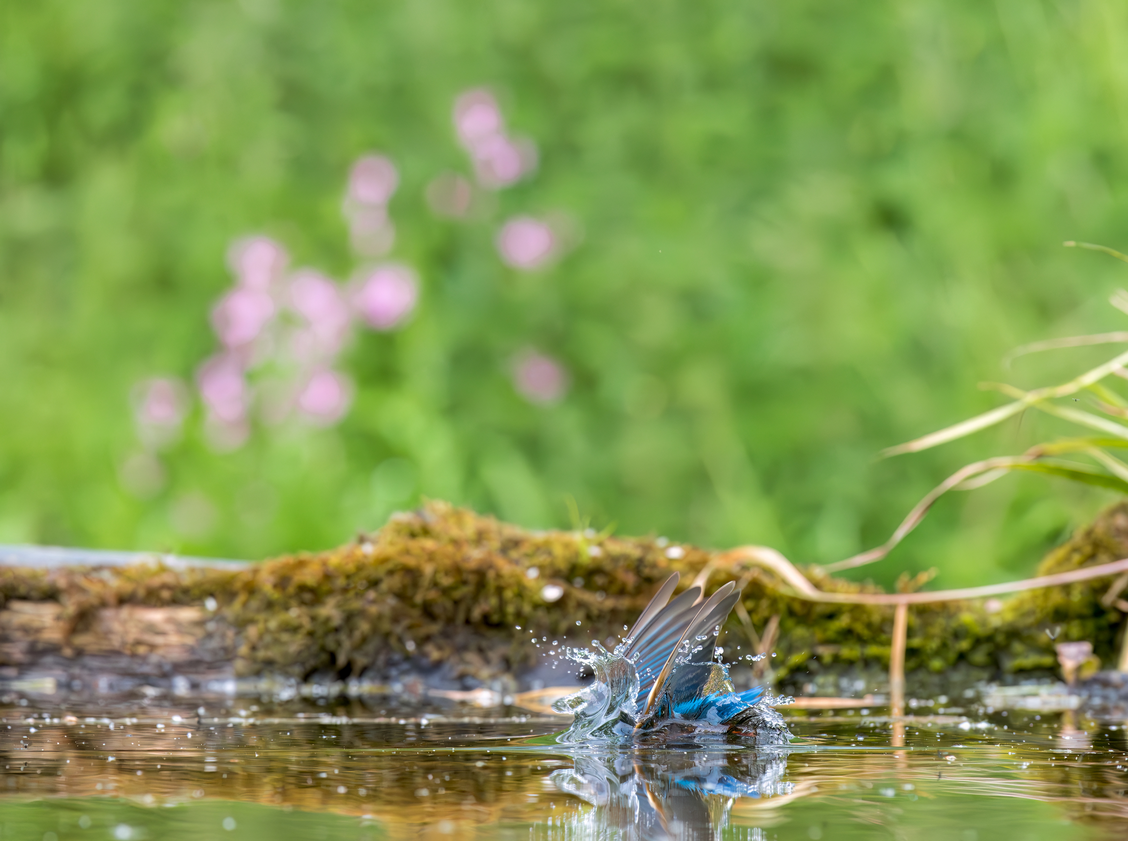 Common Kingfisher