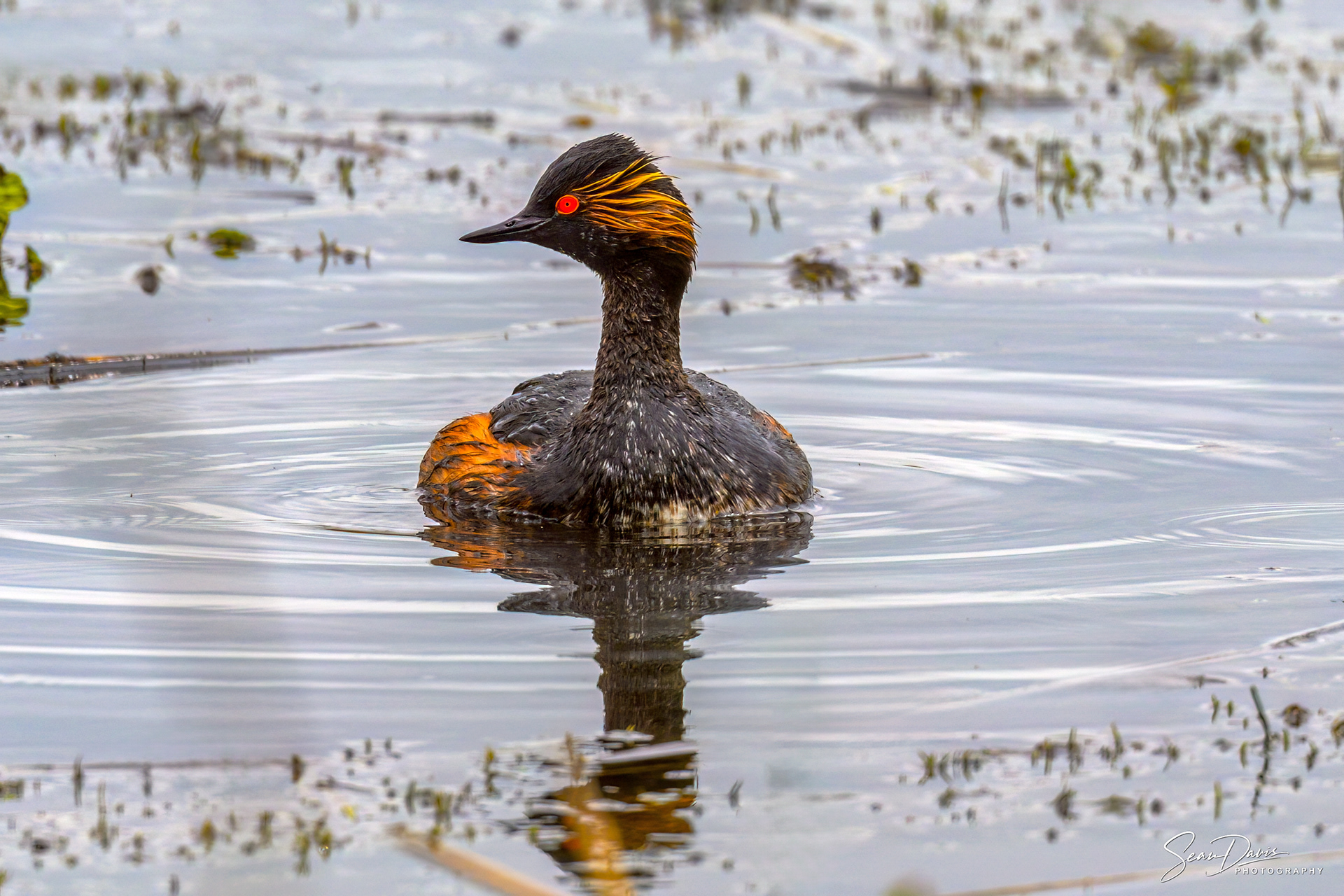 Black Grebe