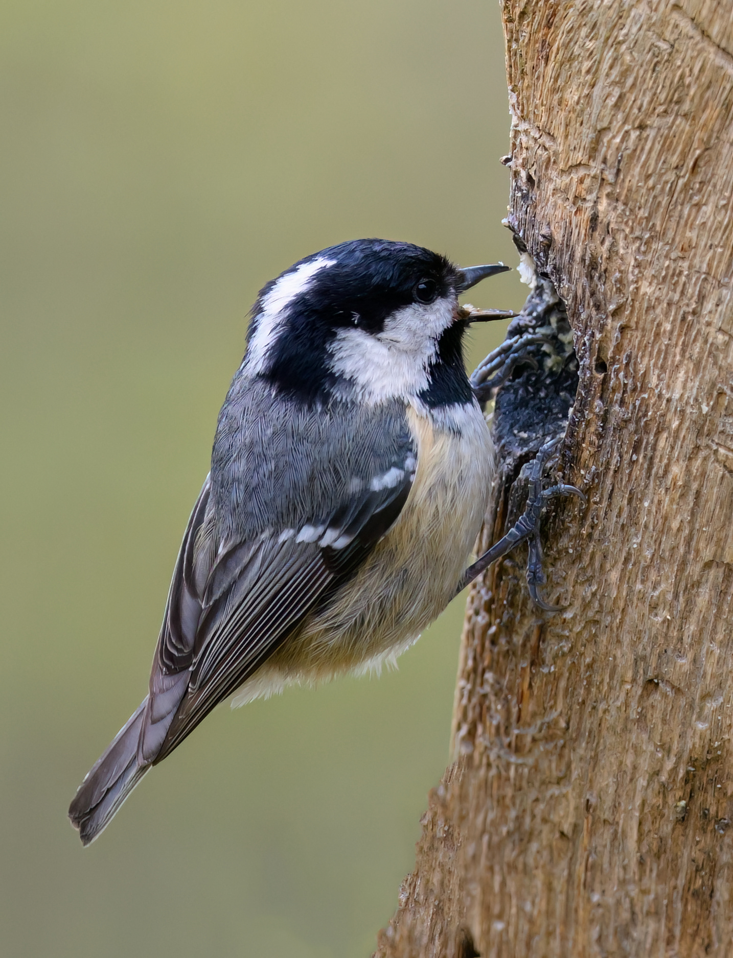 Coal Tit
