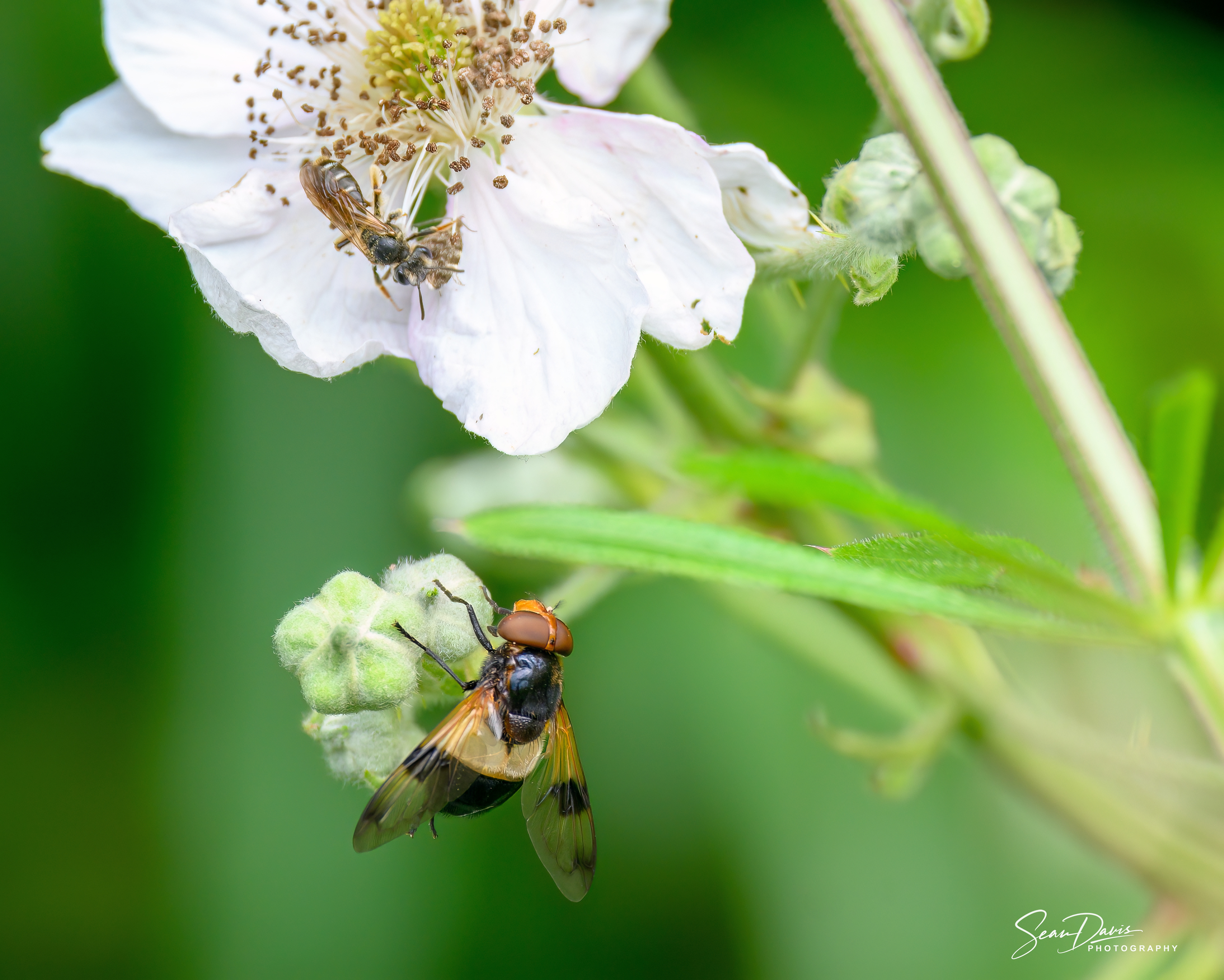 Hover Fly