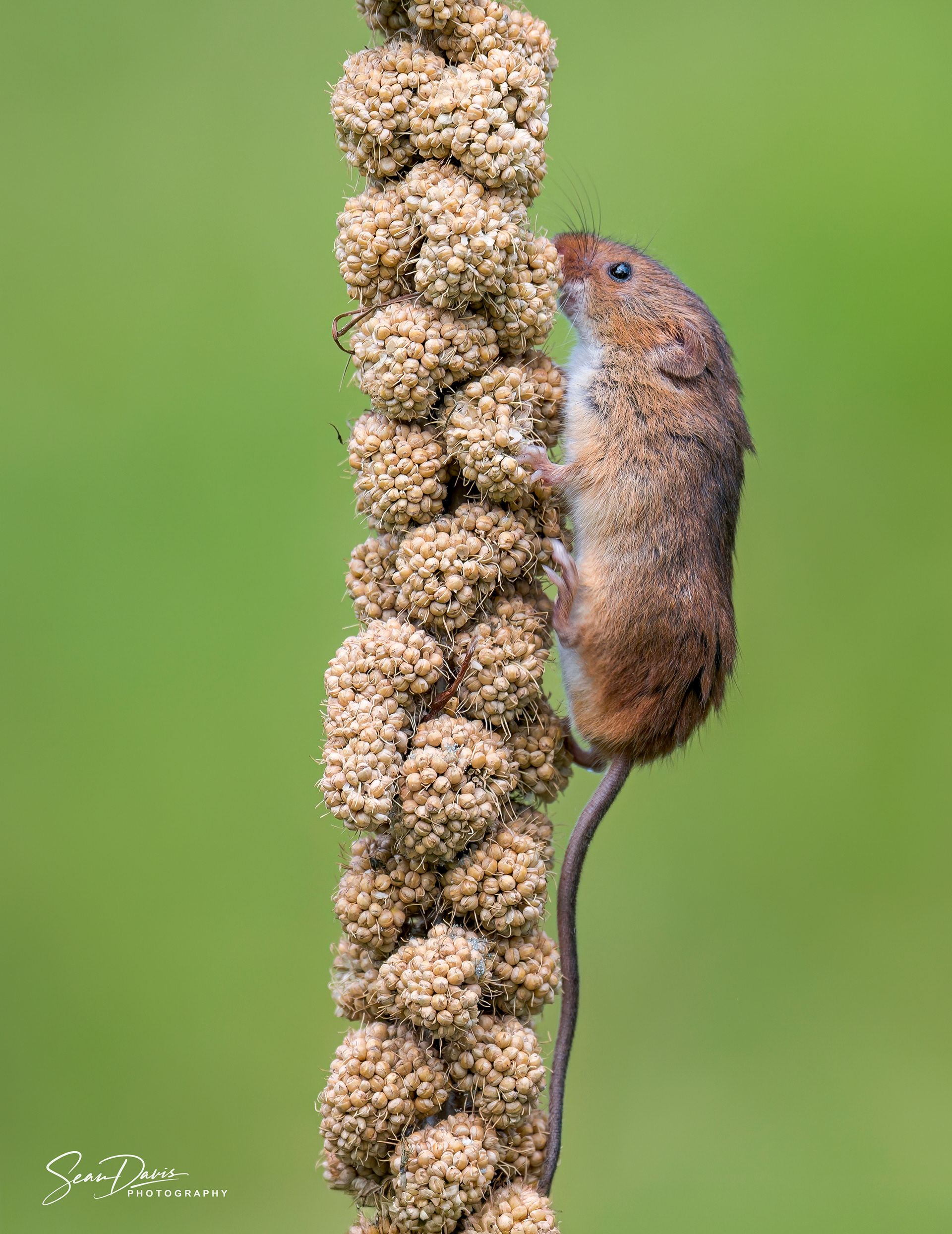 Harvest Mouse