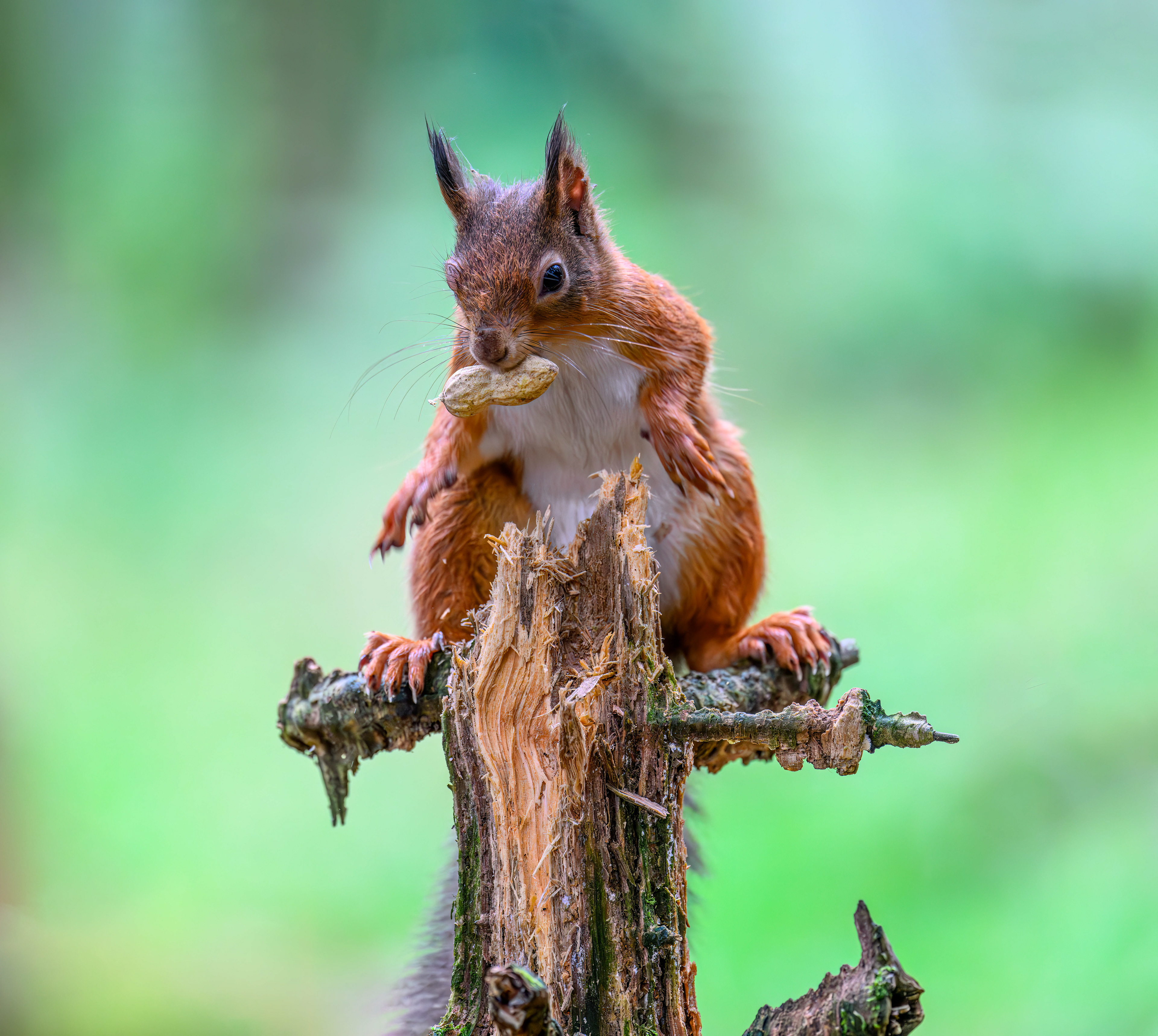Red Squirrel